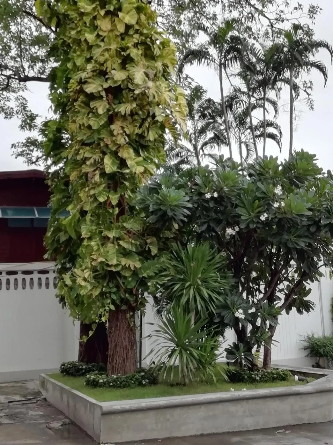 Garden in The Legacy Convention Hotel