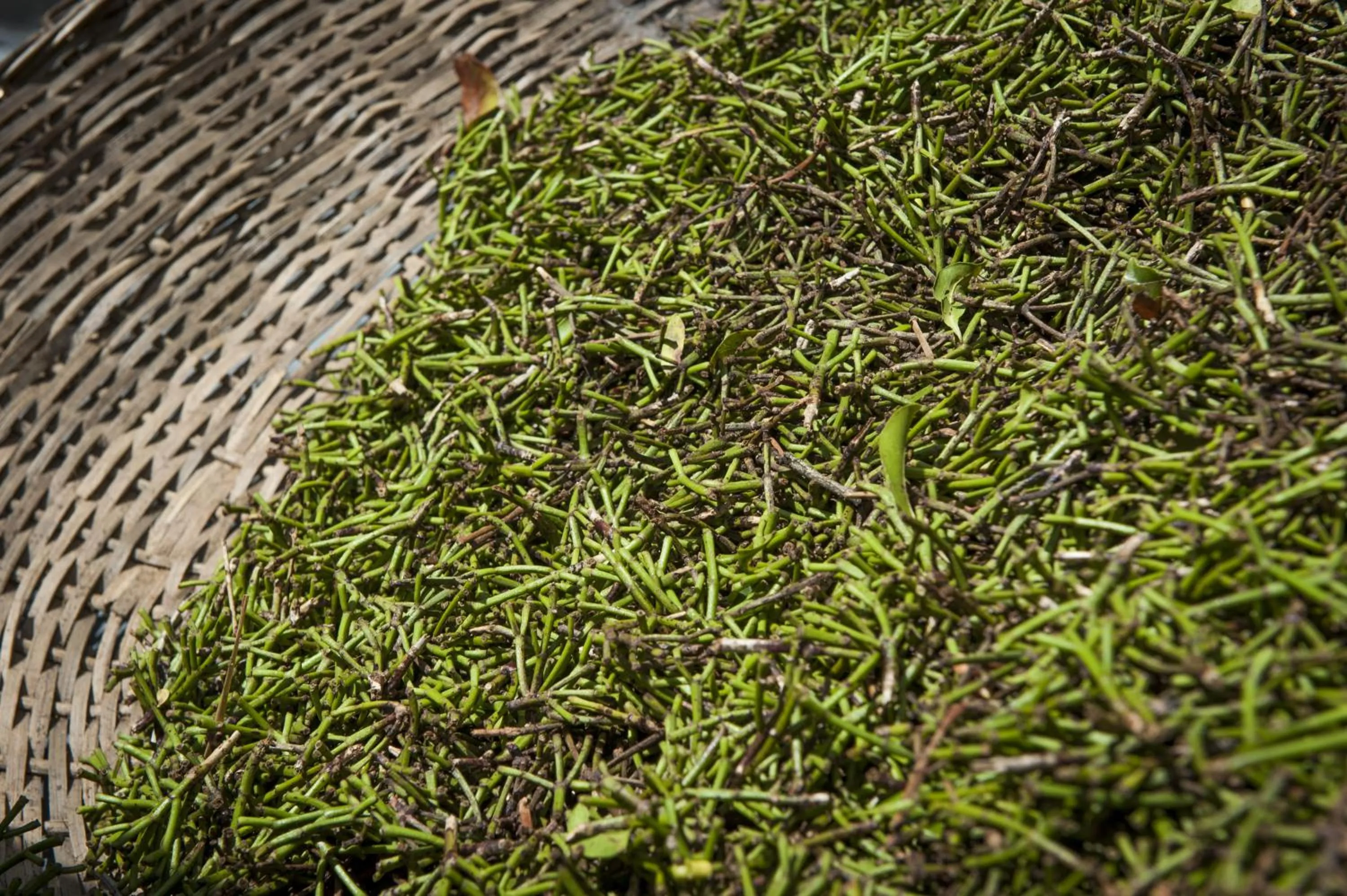 Other in The Kandy Samadhicentre