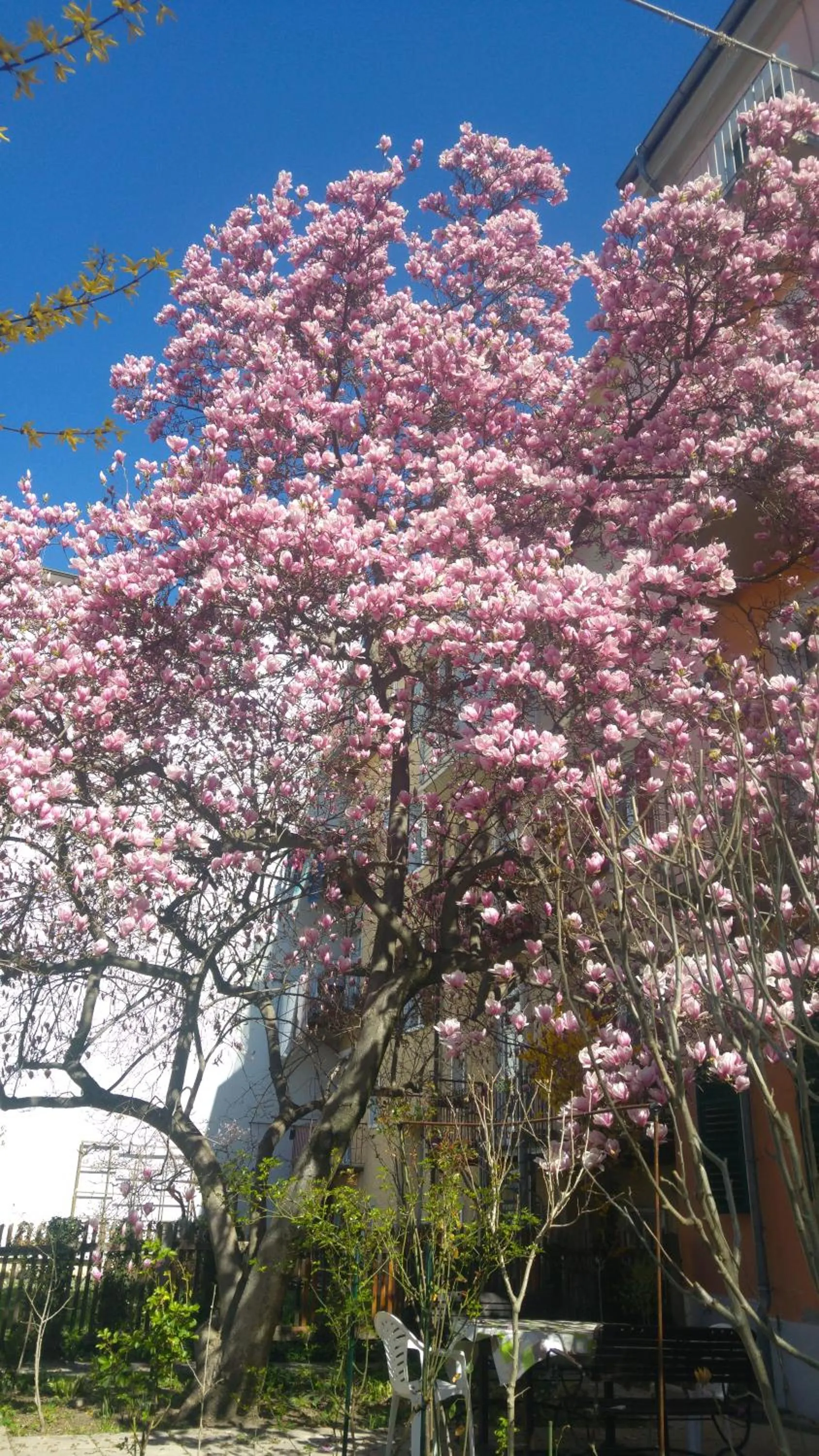 Garden view in Haus Mobene - Hotel Garni