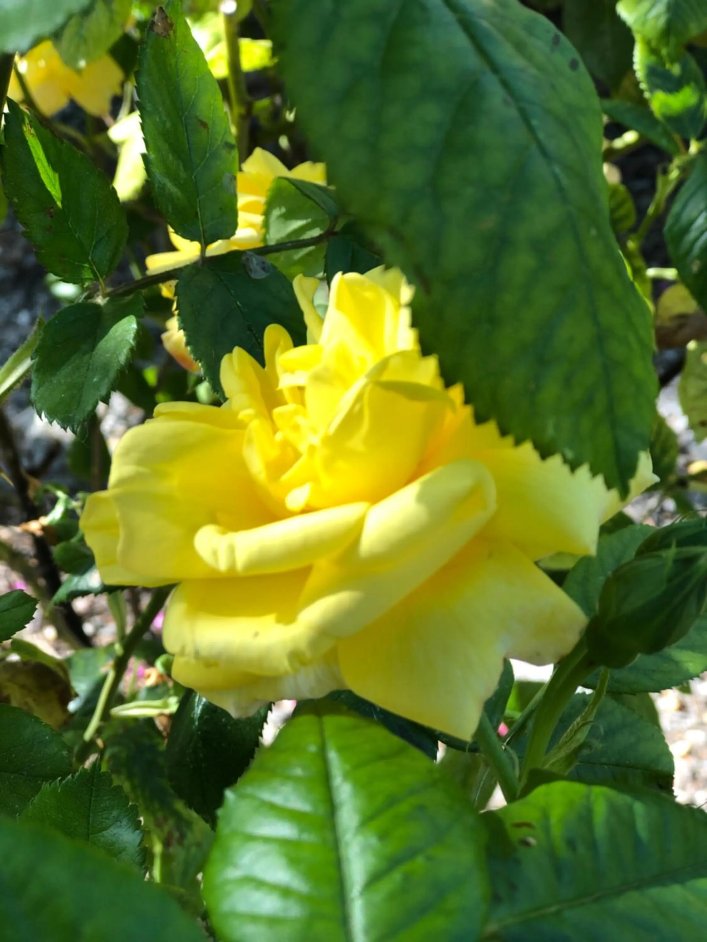 Garden in B&B de Tol