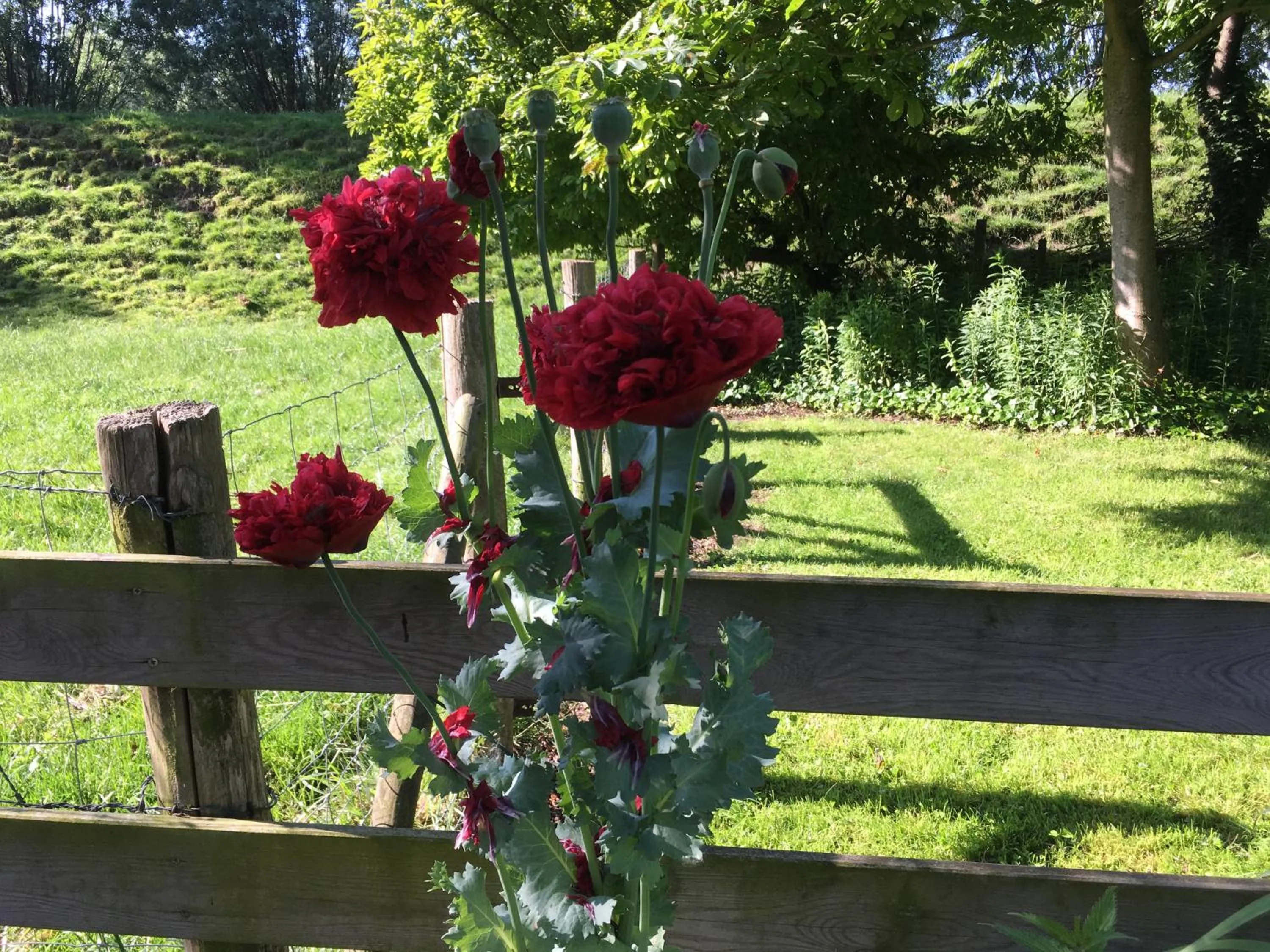Garden in B&B de Tol
