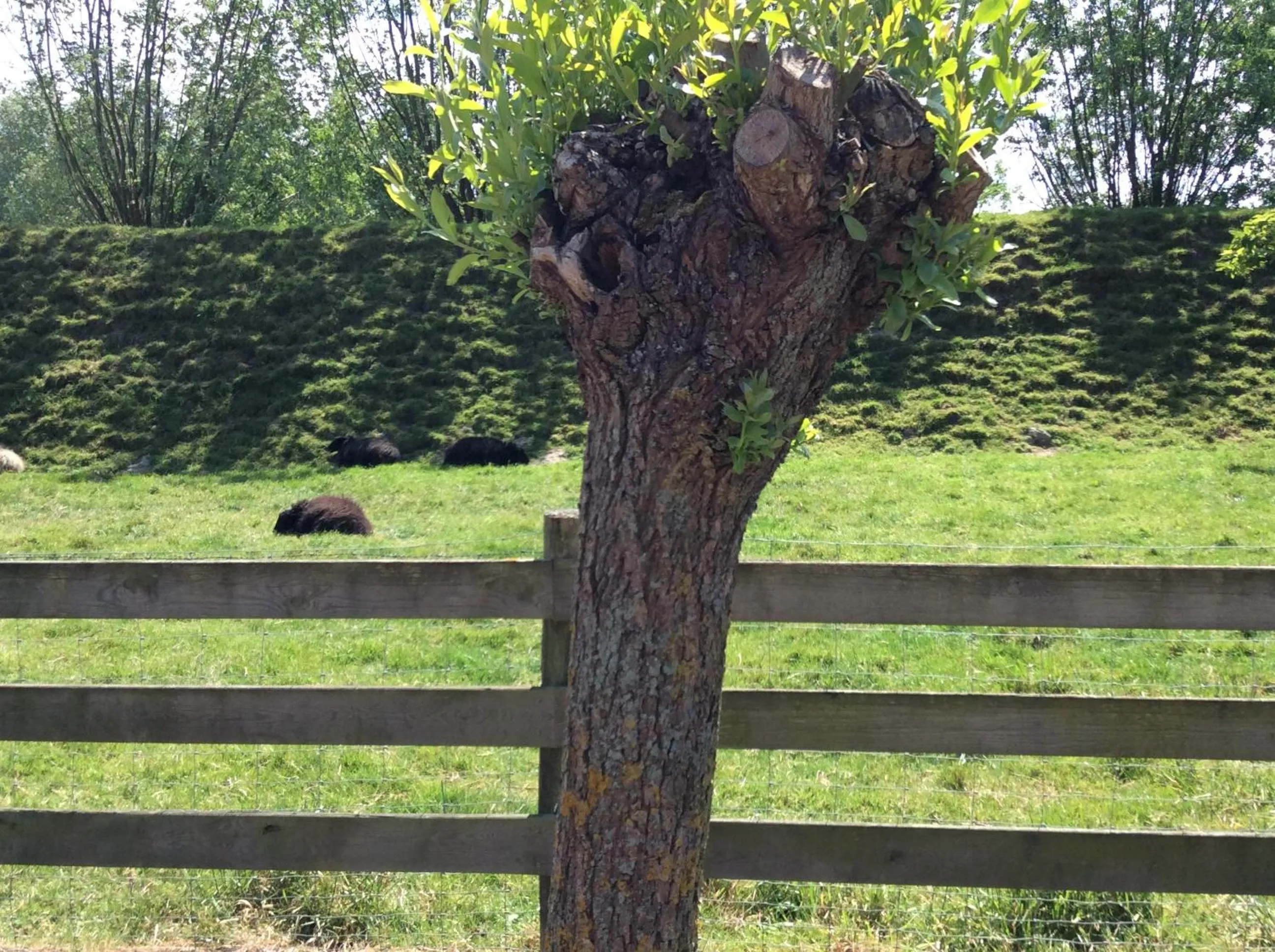 Garden in B&B de Tol