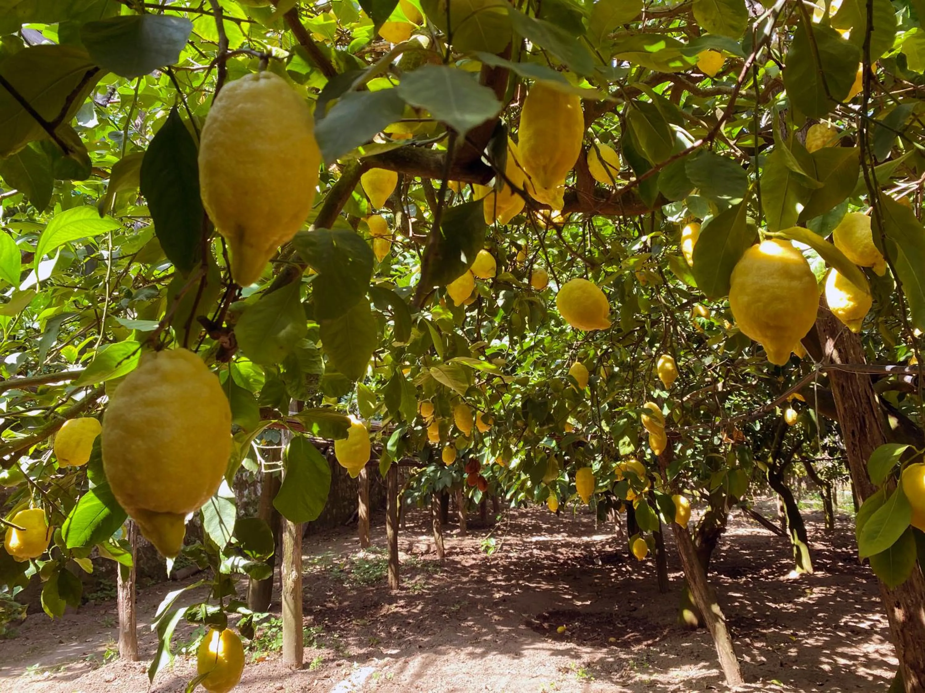 Garden in ACHILLE HOME B&B SORRENTO