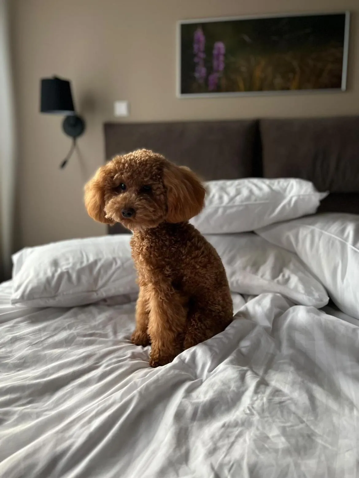 Pets, Bed in Johan Design & SPA Hotel