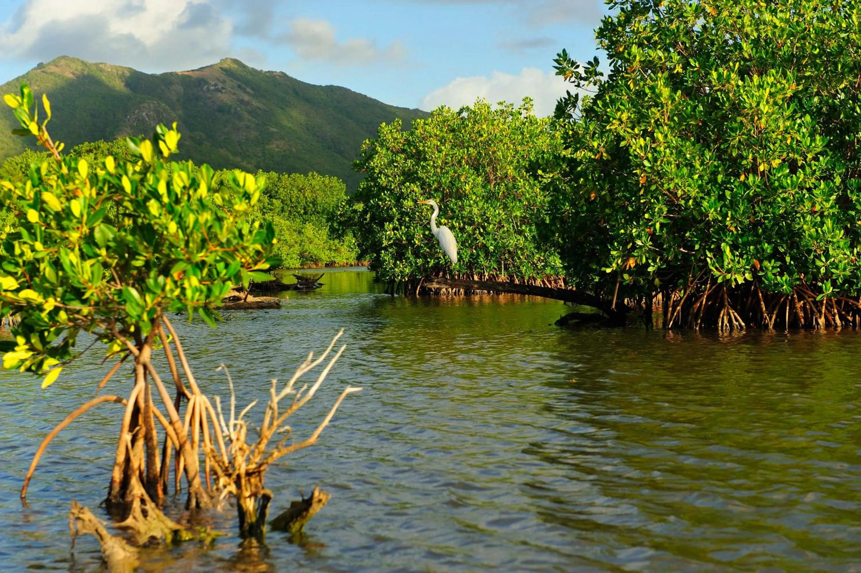 Other in Carlisle Bay