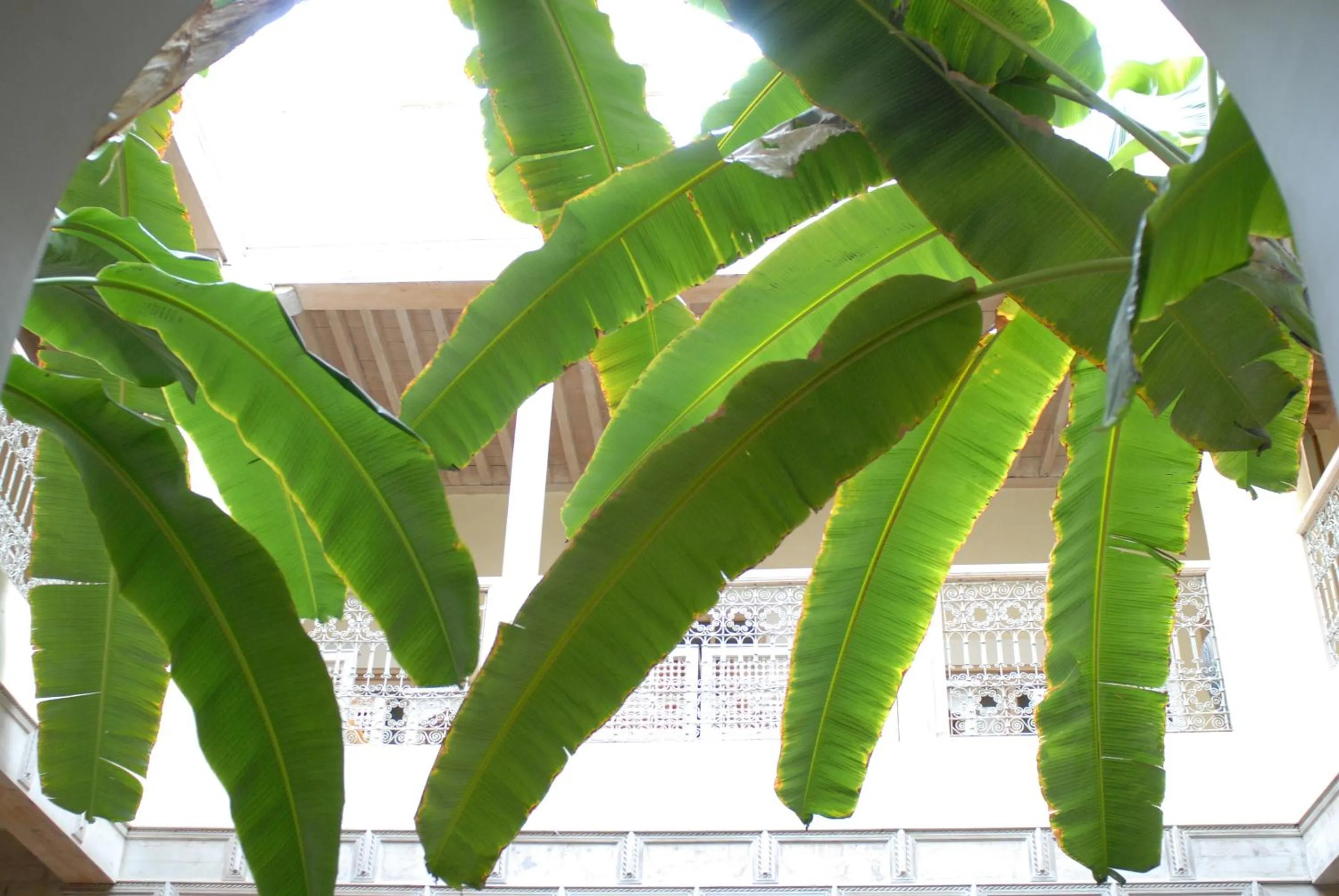 Other in Riad Azoulay