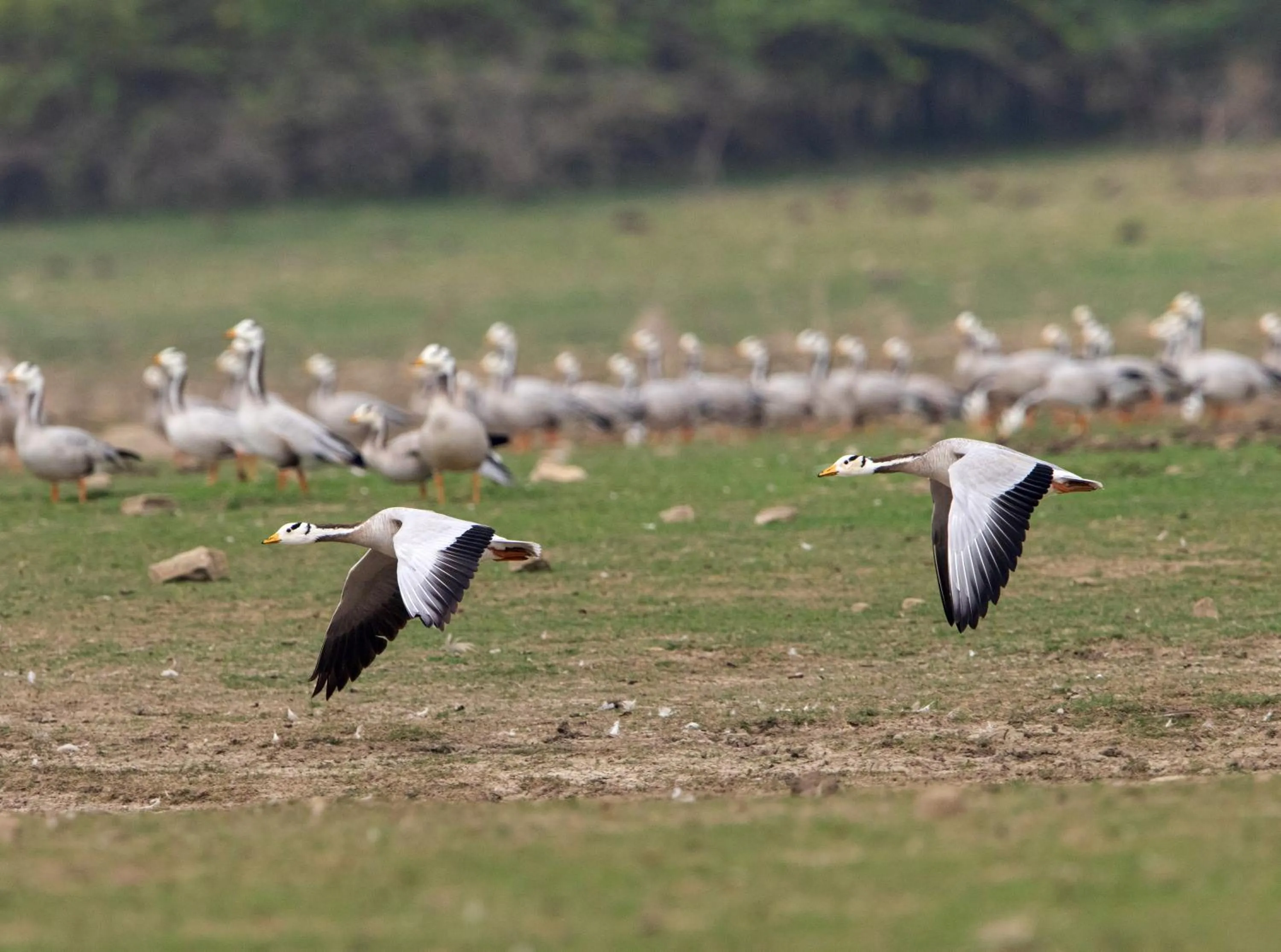 Activities in RAAS Chhatrasagar, Nimaj, District Pali