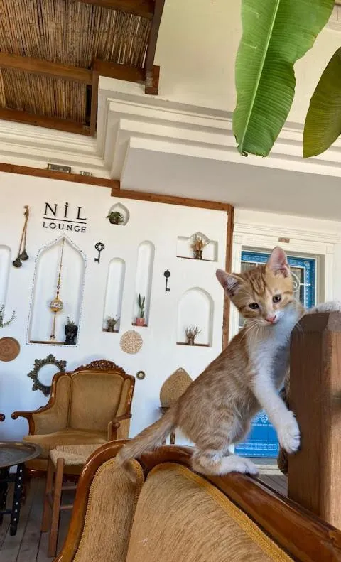 Pets in Dalyan Hotel Nish Caria