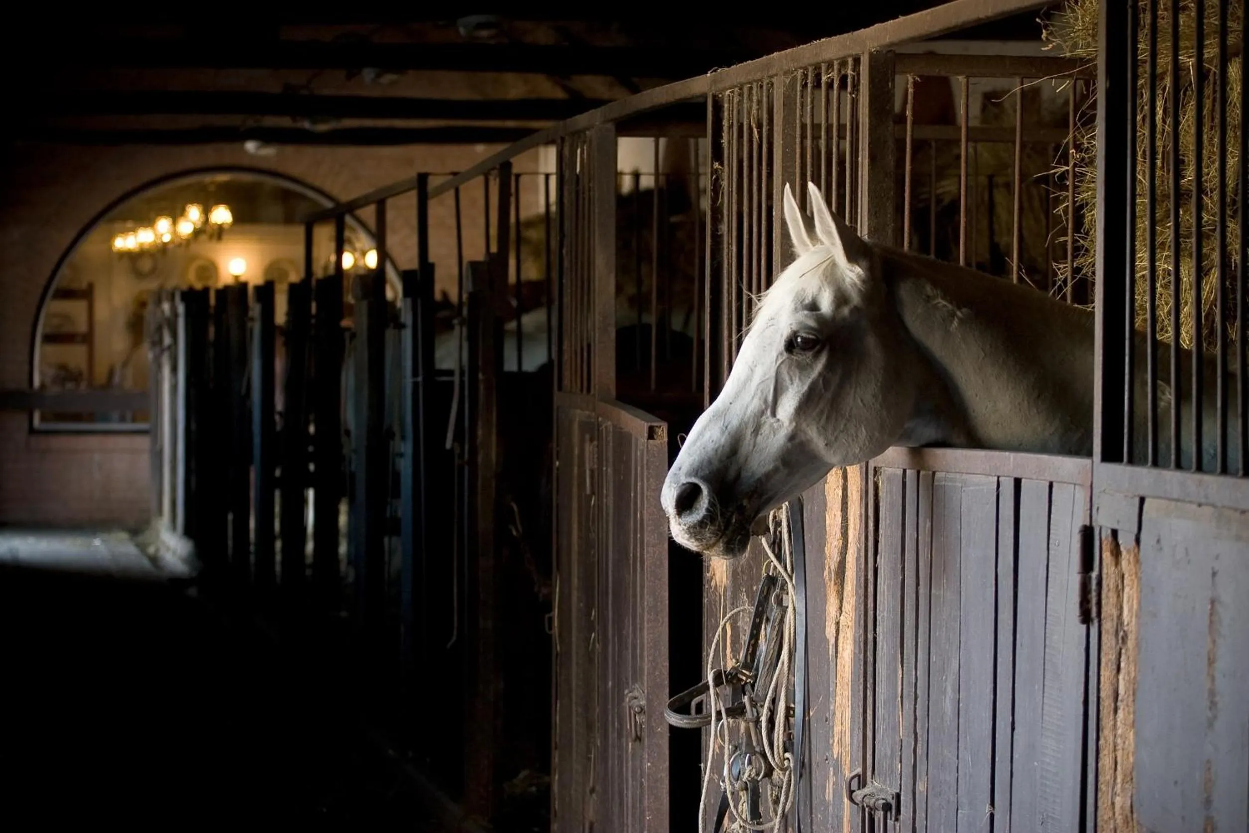 Pets in Geréby Kúria Hotel és Lovasudvar