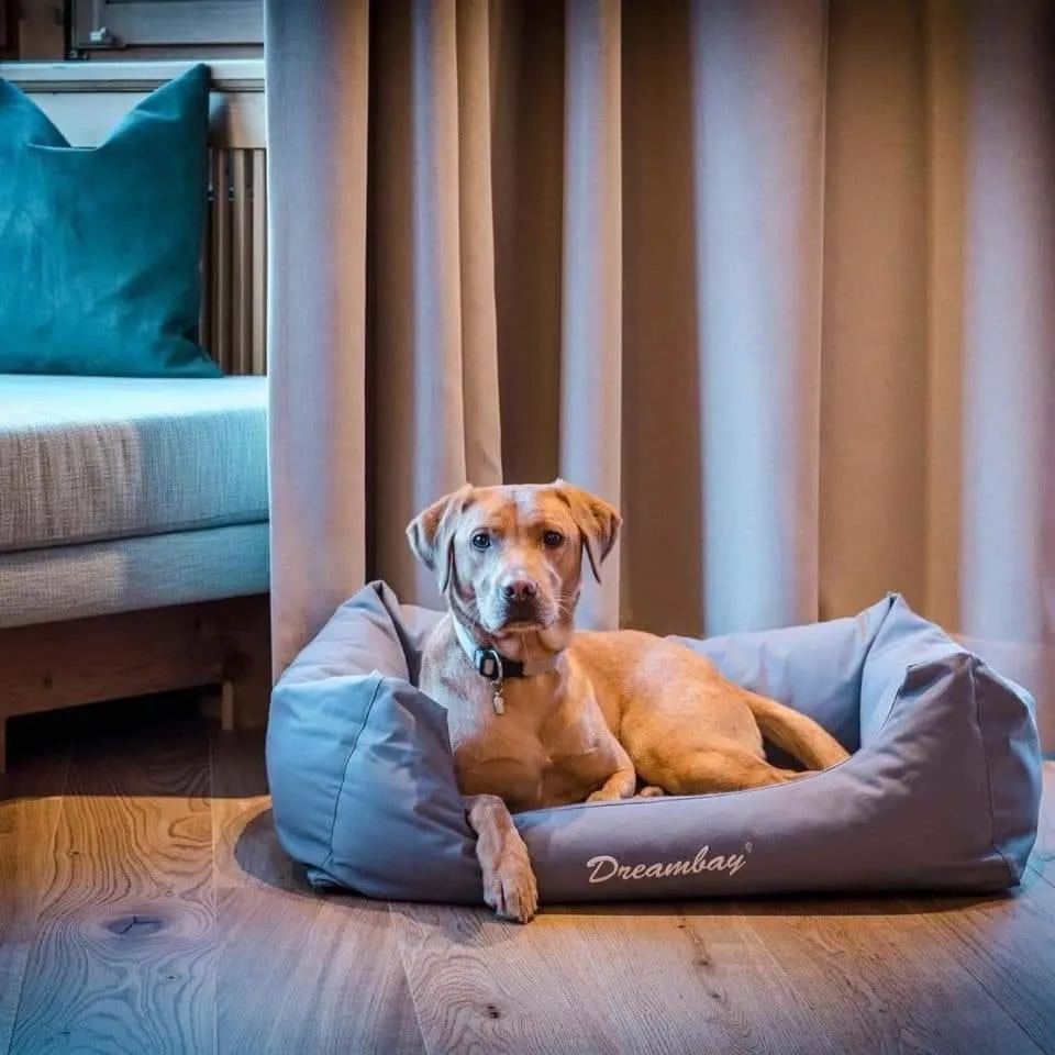Pets in ALMMONTE SENSUM SUITES - Funky Living Hotel