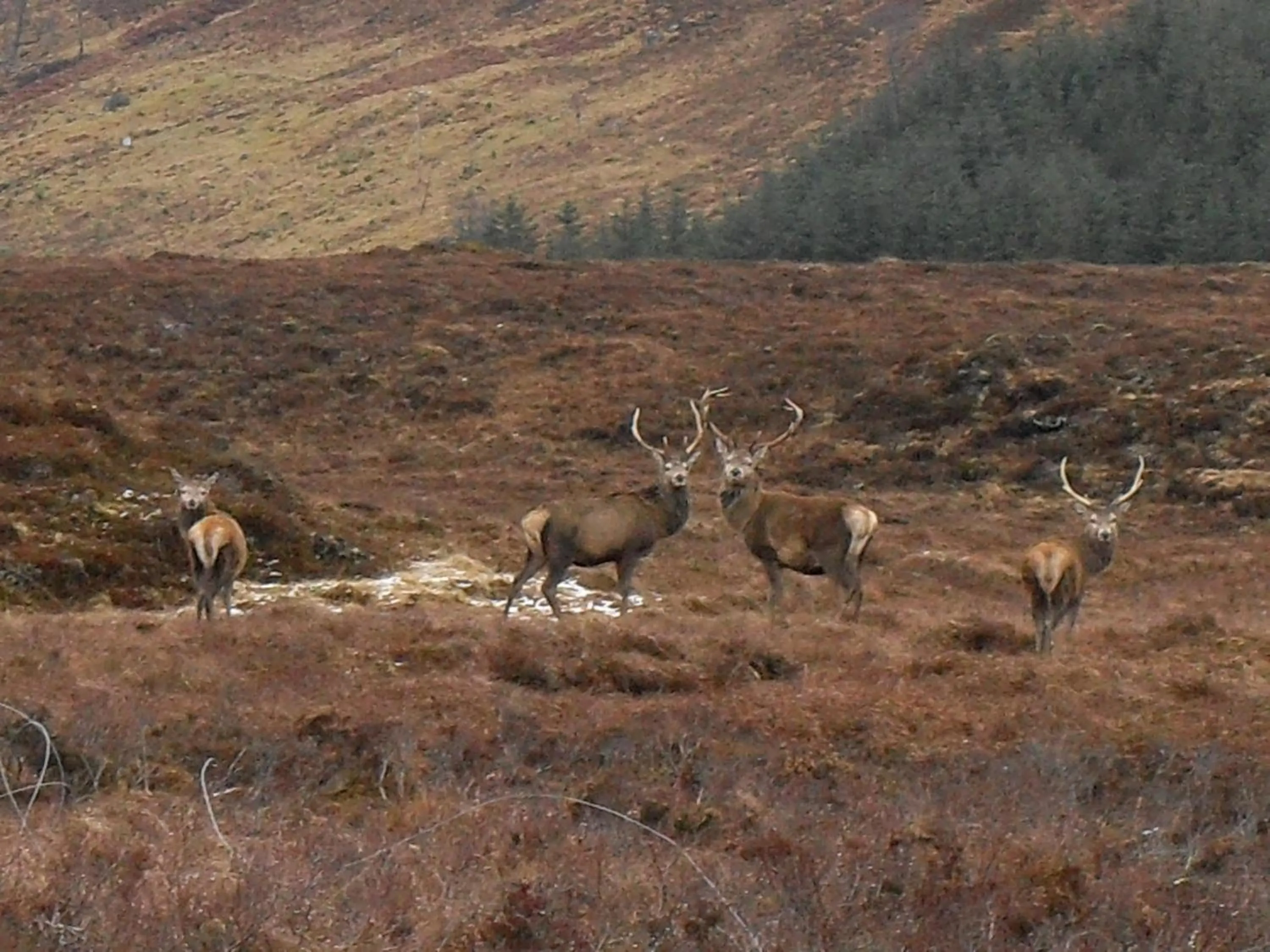 Animals in Ledgowan Lodge Hotel