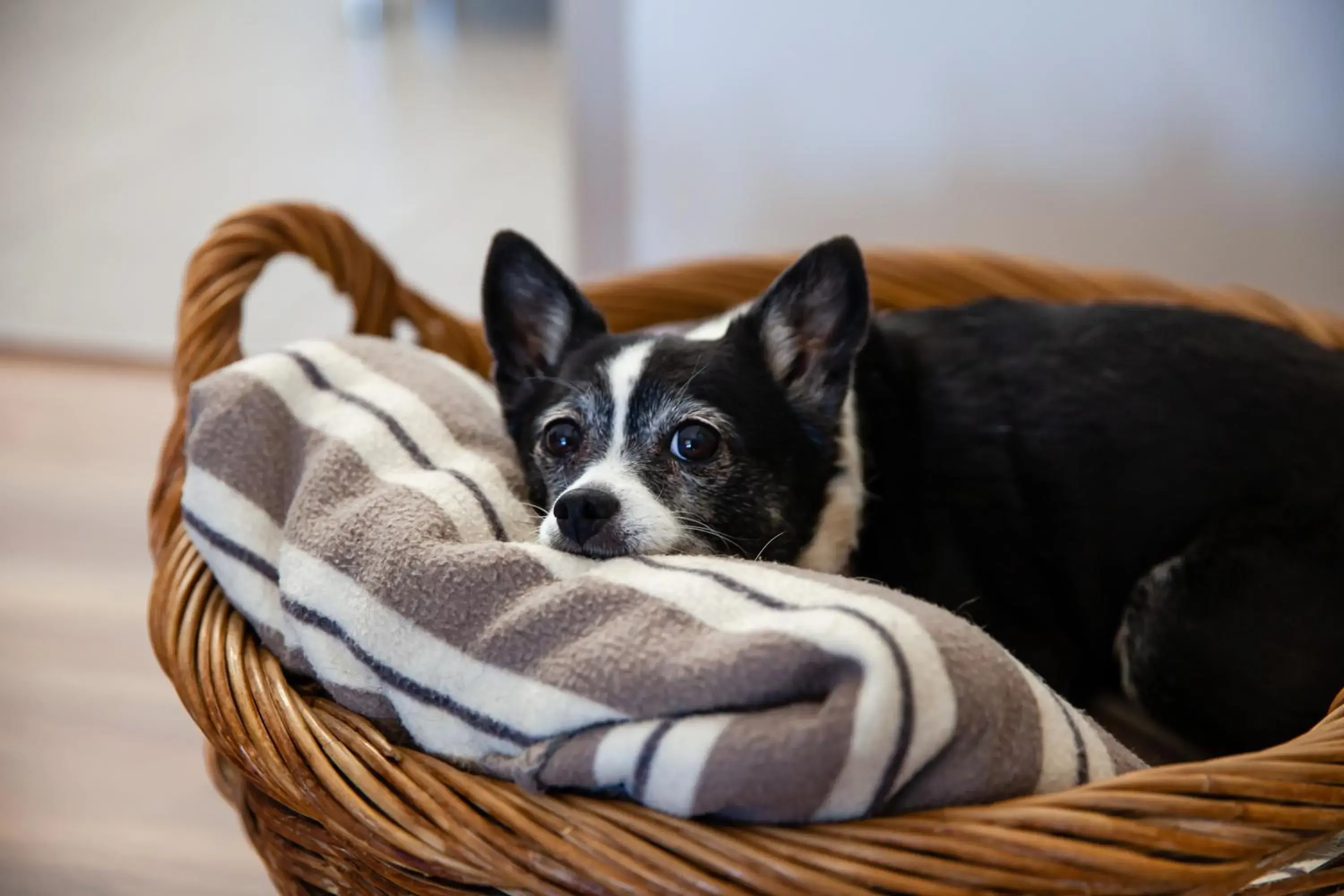 Queen Room - Pet Friendly in Kingaroy Country Motel Queen Room - Pet Friendly in Kingaroy Country Motel