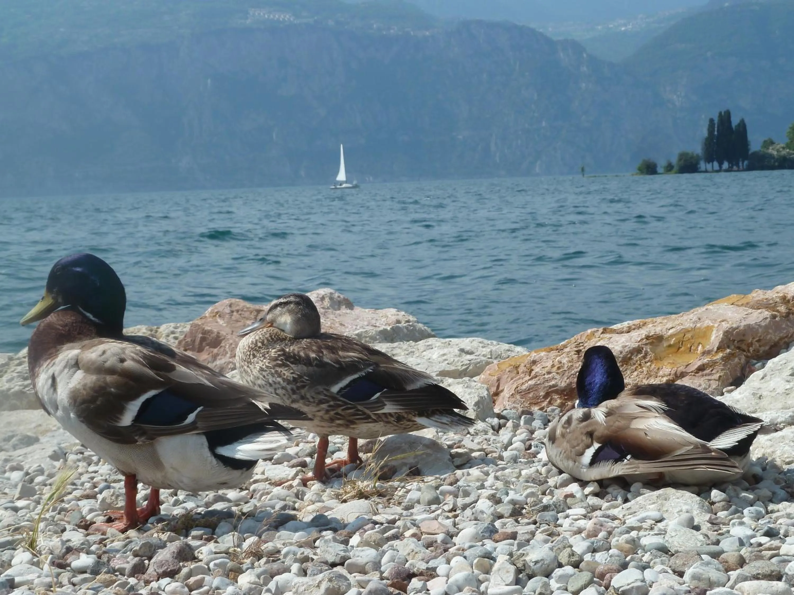 Animals in B&B Casa Sartori