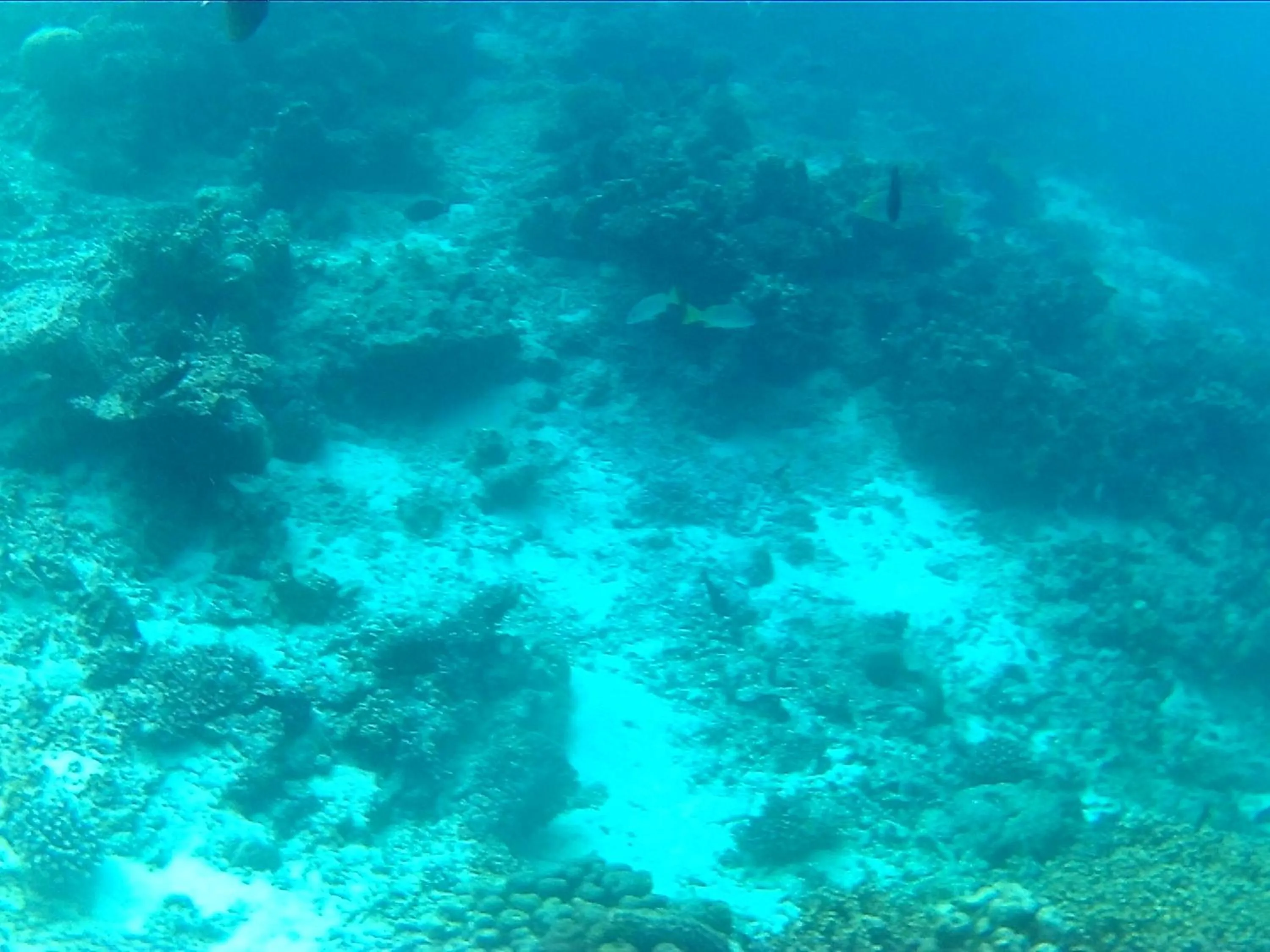 Snorkeling in Arora Inn