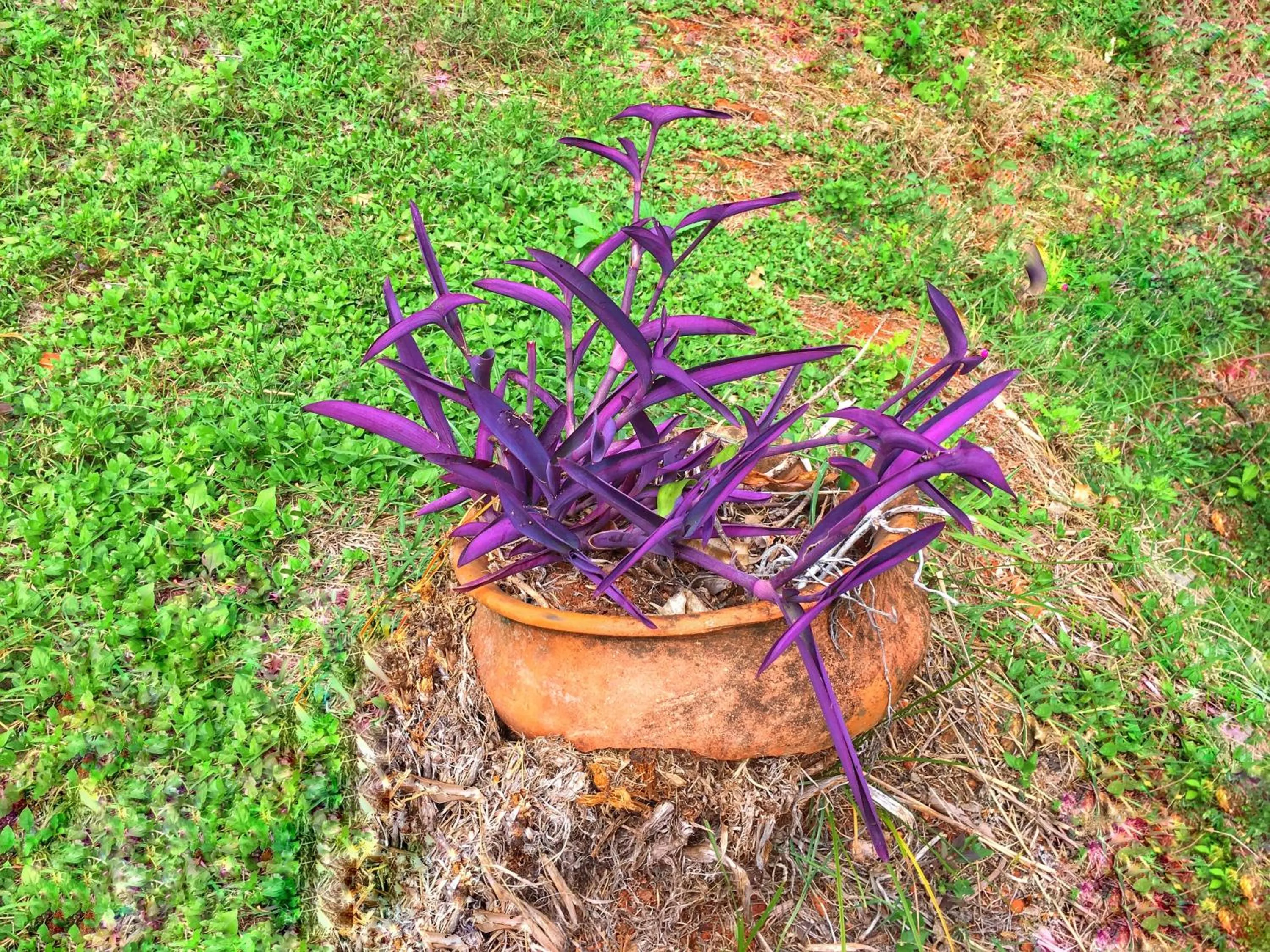 Garden in Hotel Carmen