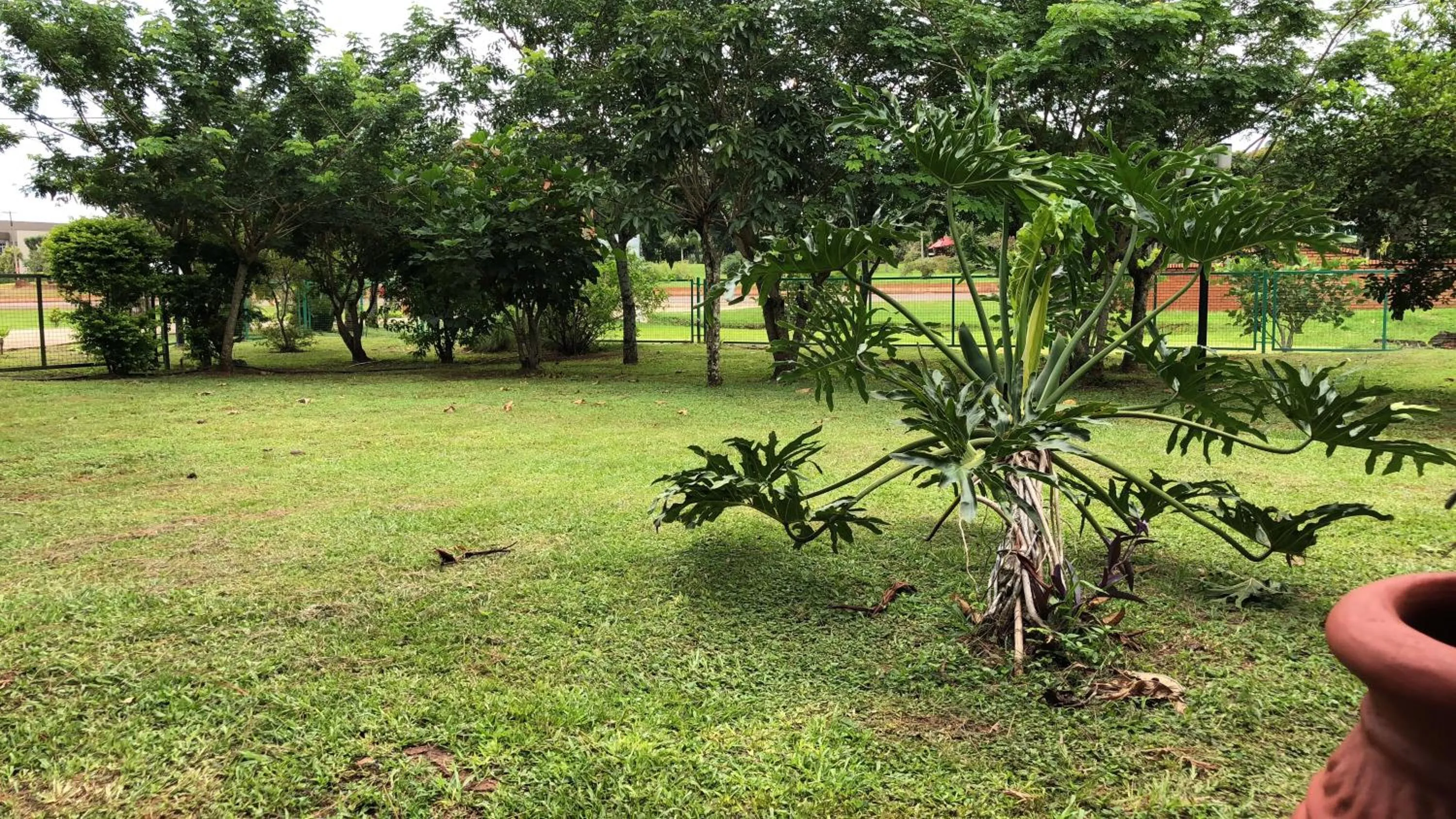 Garden in Hotel Carmen