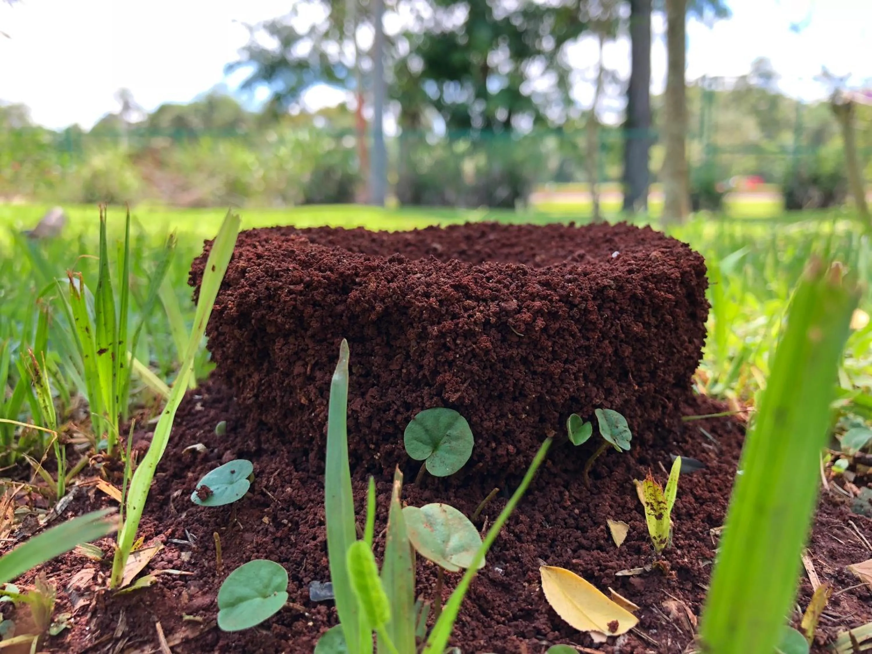 Garden in Hotel Carmen
