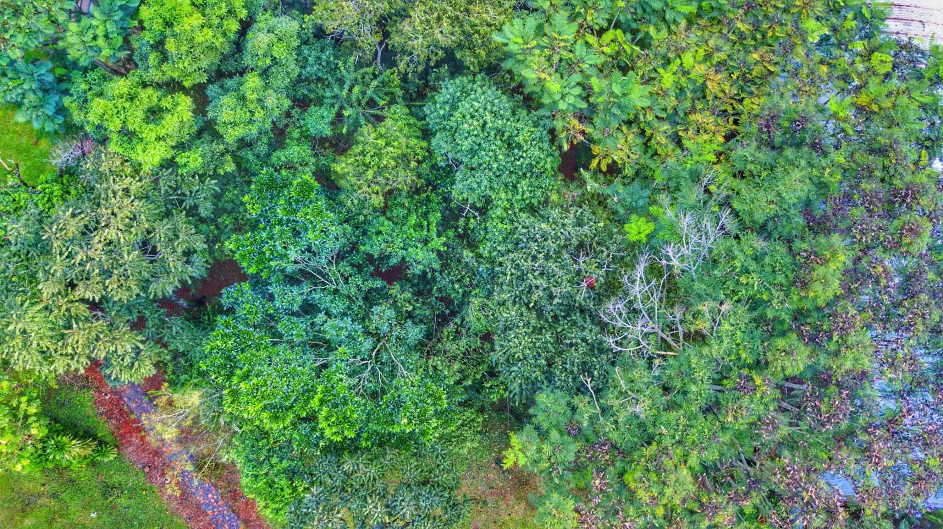 Garden in Hotel Carmen