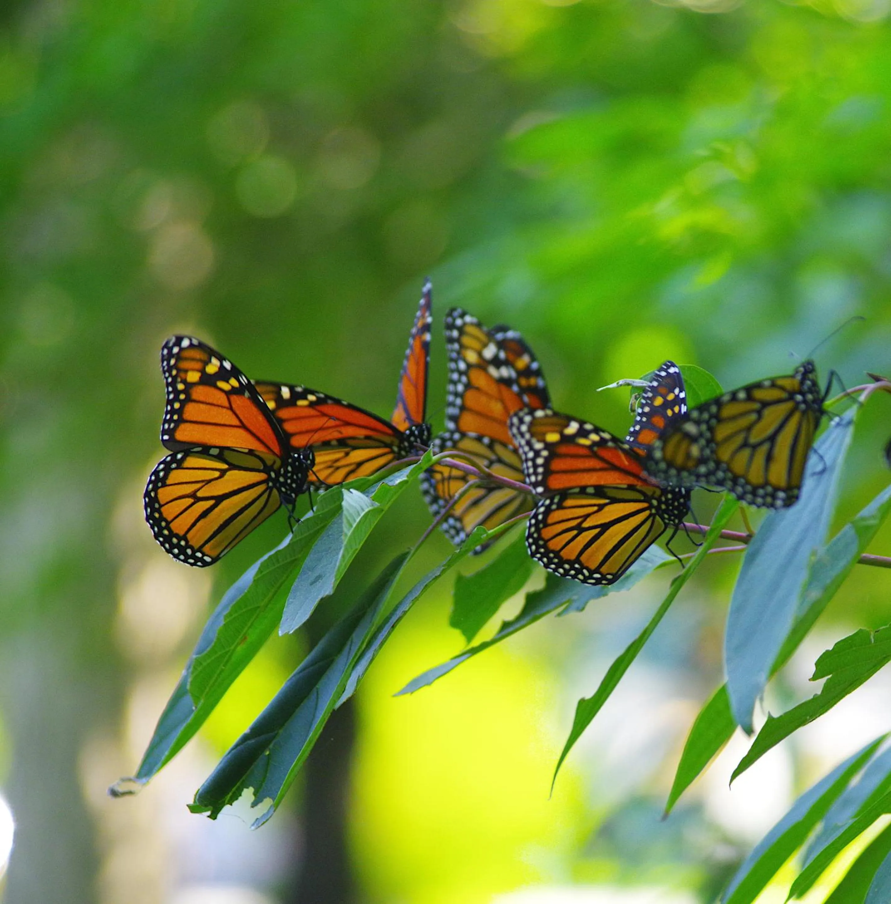 Garden in Colborne Bed and Breakfast