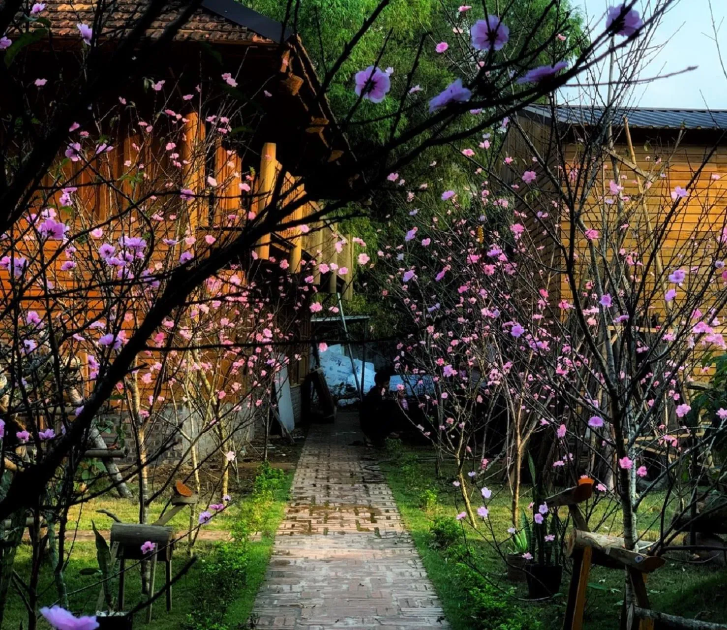 Garden in Golden Jungle House