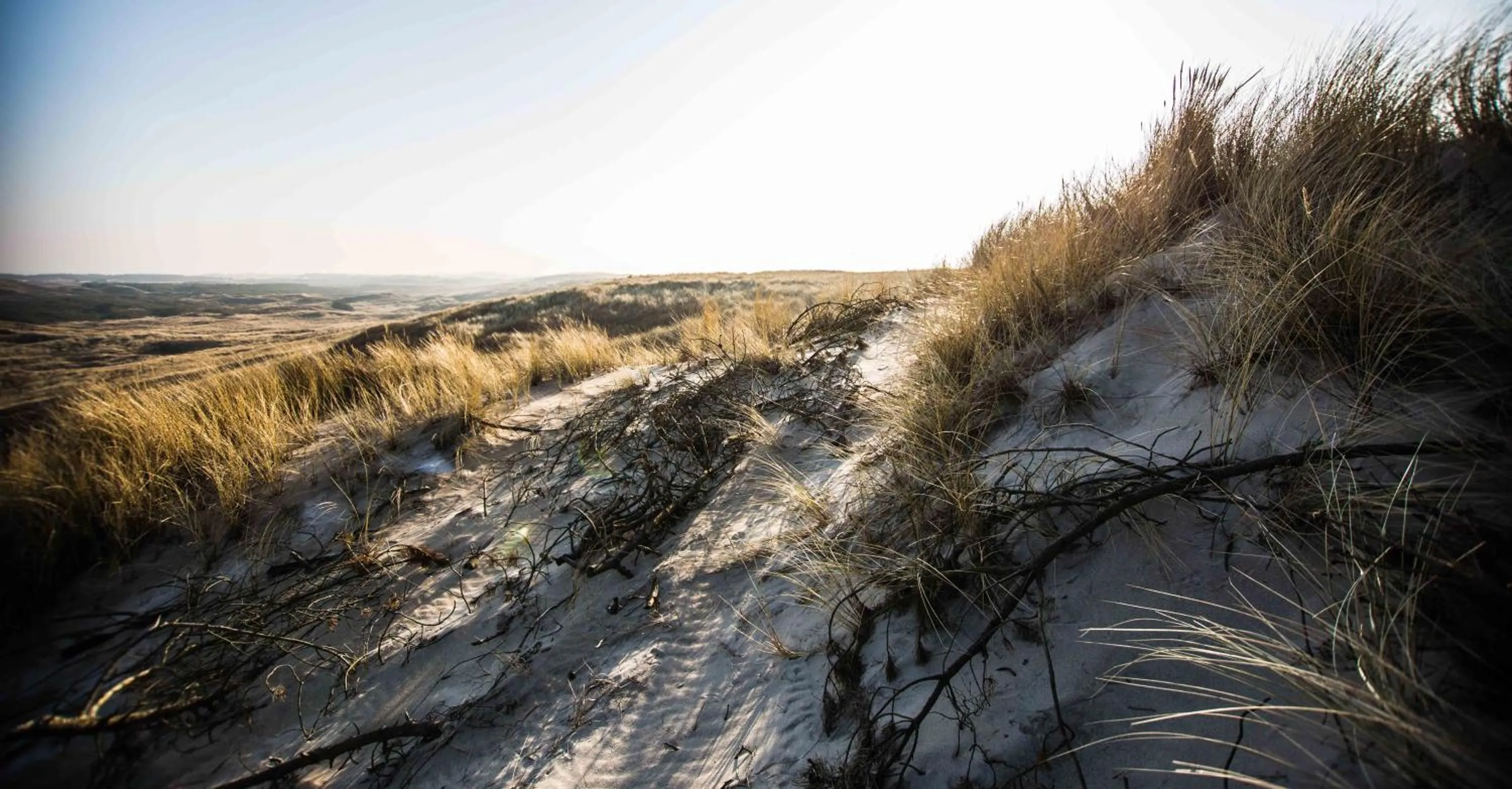 Natural landscape in Hvide Sande Beach Apartments