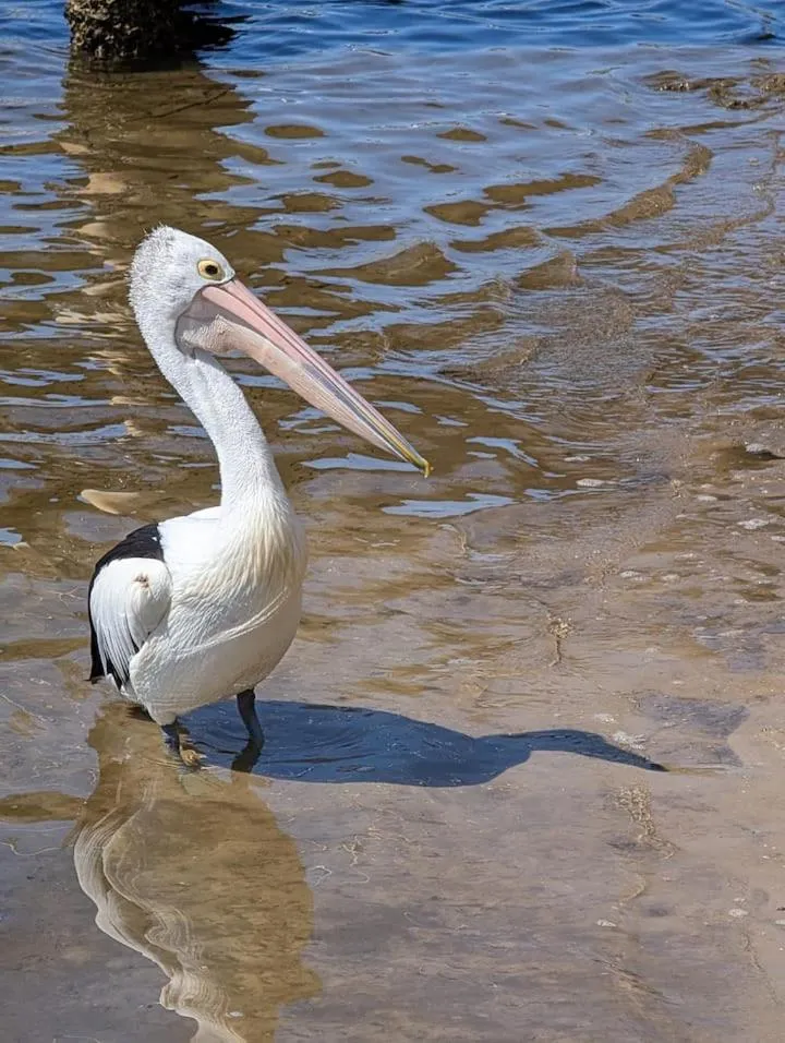 Animals in Banyandah Towers