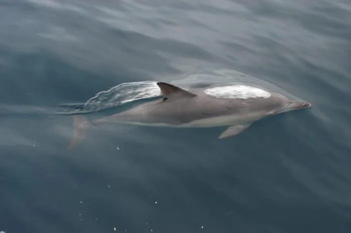 Animals in Cape Nelson Lighthouse