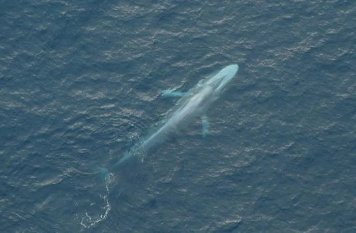 Animals in Cape Nelson Lighthouse