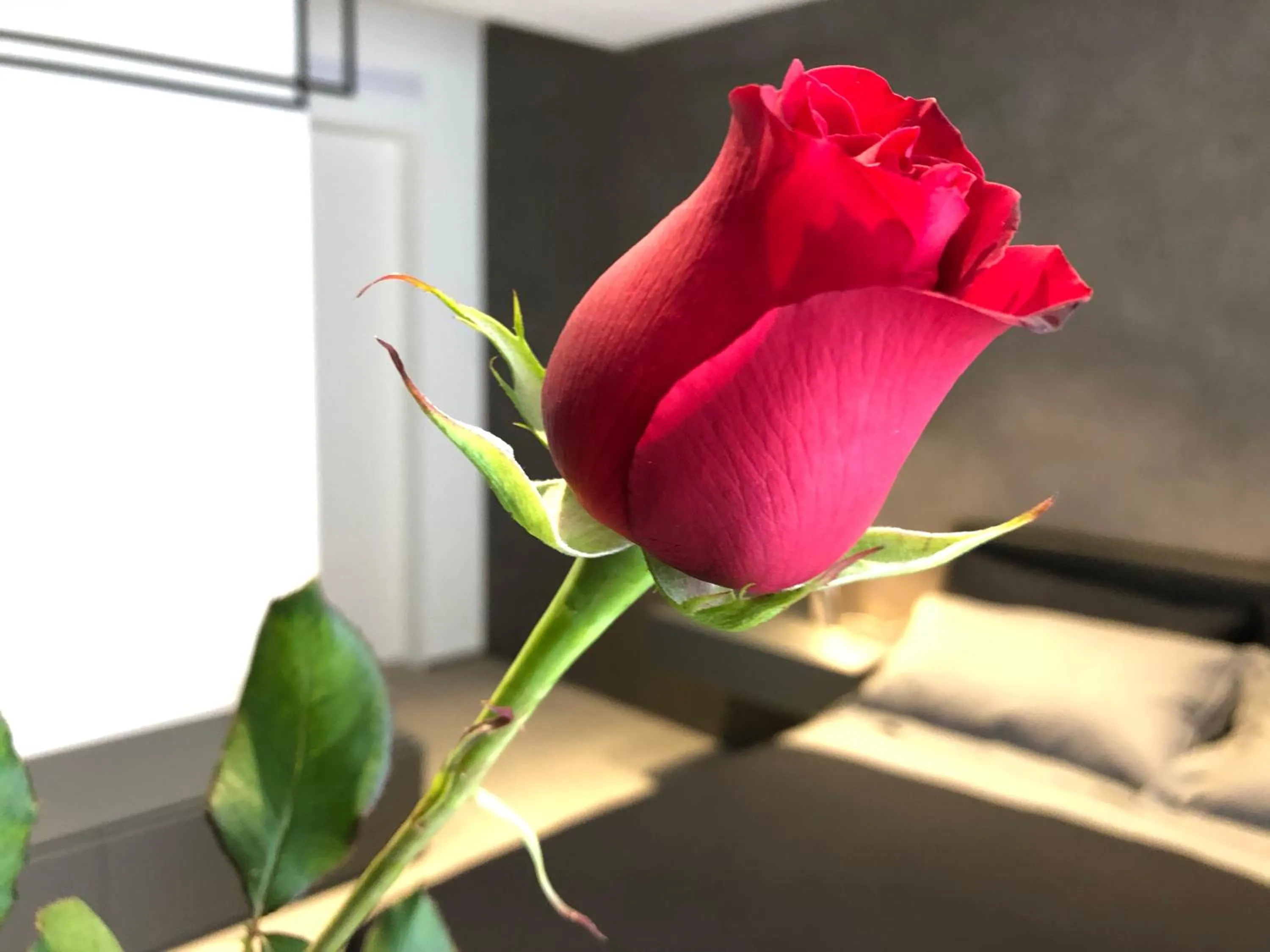 Bed in golden suites 50