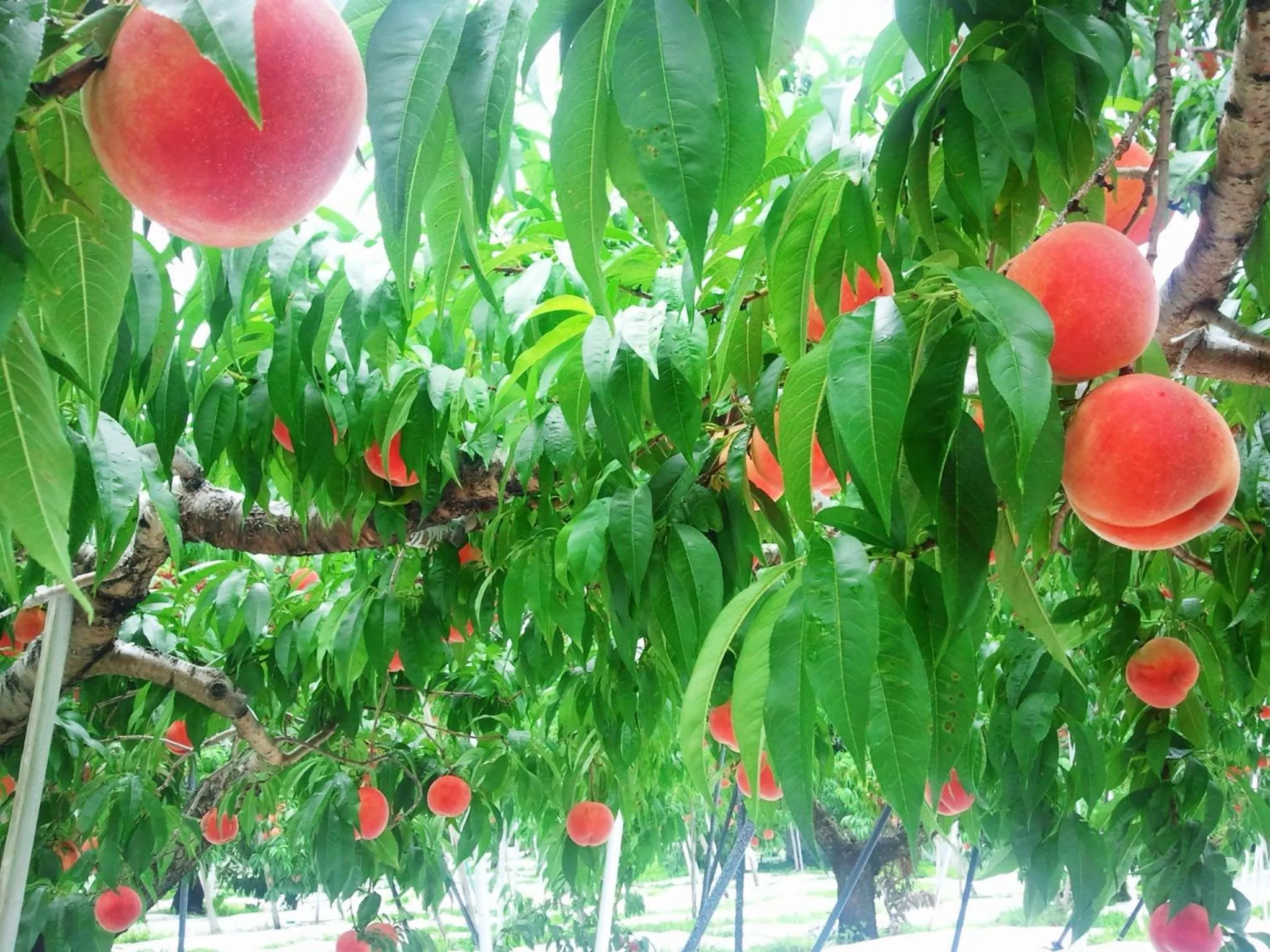 Summer in Yudanaka Onsen Yamazakiya