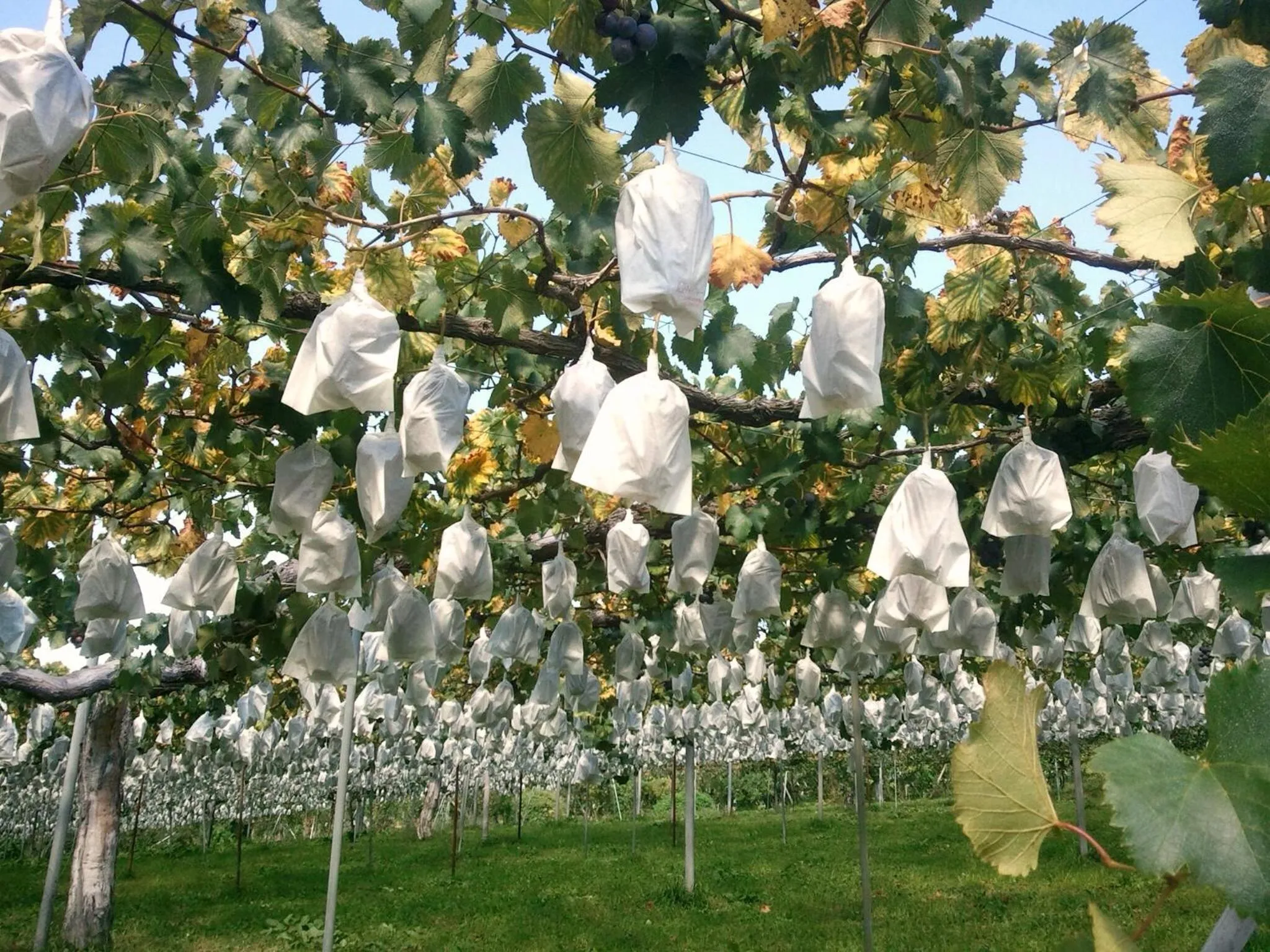 Autumn in Yudanaka Onsen Yamazakiya