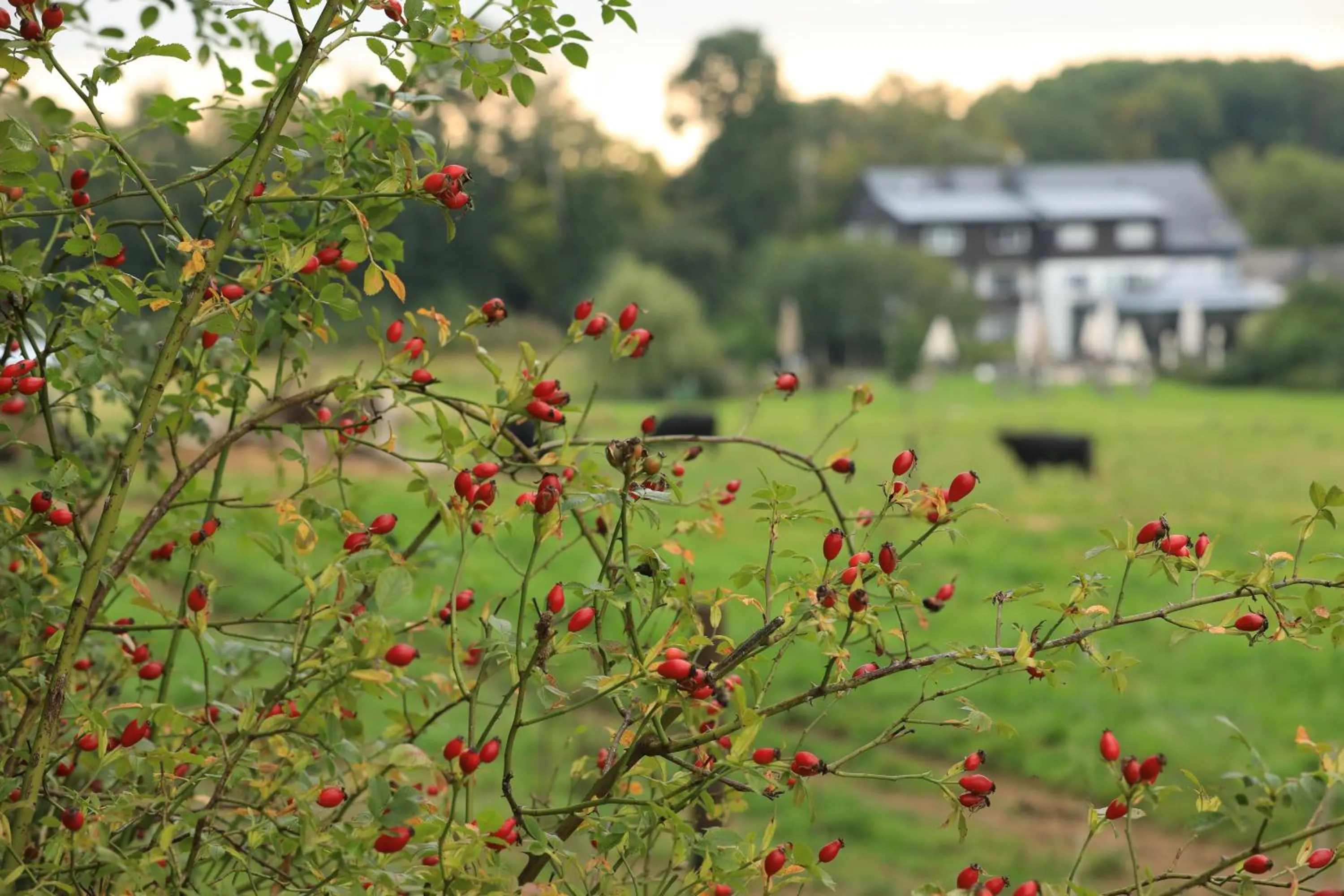Landidyll Hotel Restaurant Birkenhof