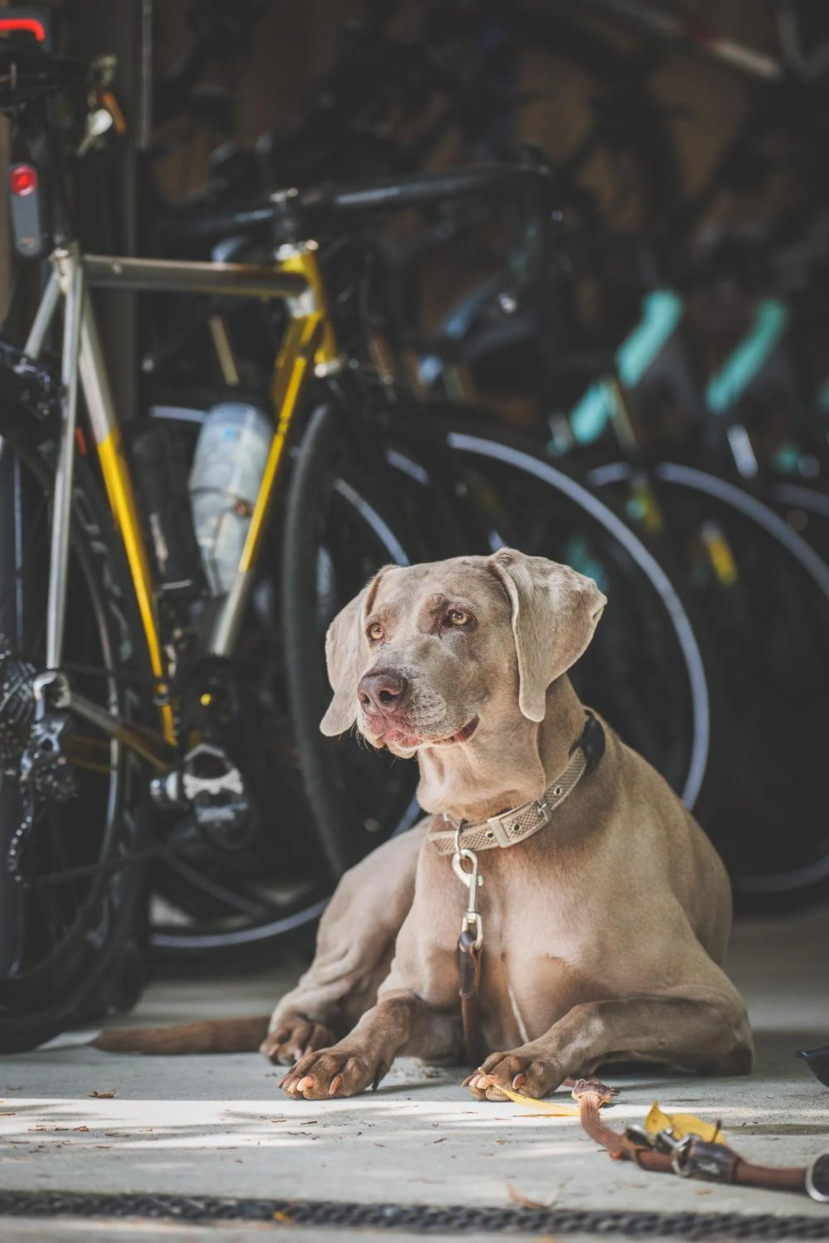 Staff in Casa della Capra