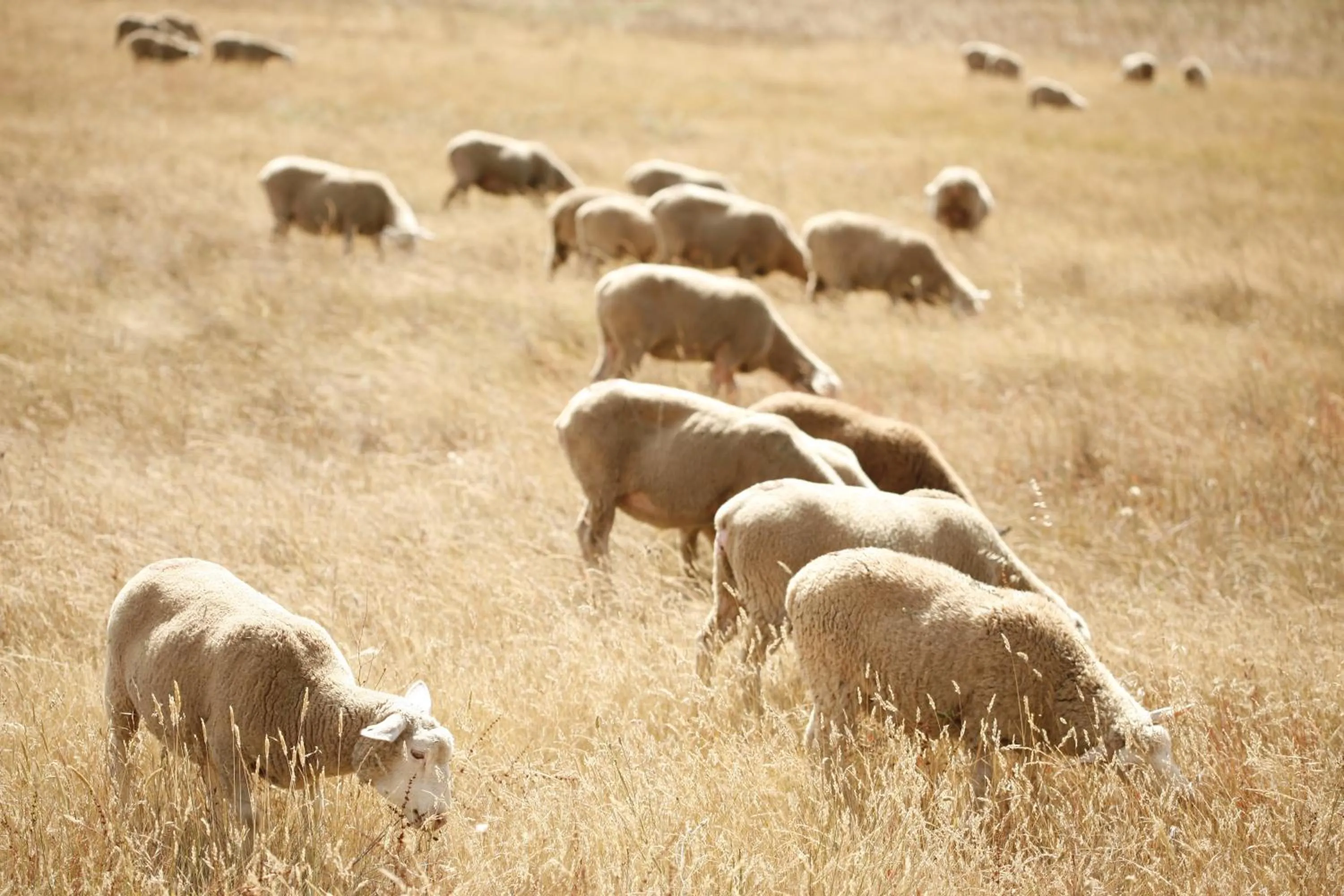 Garden in Herdade da Matinha Country House & Restaurant