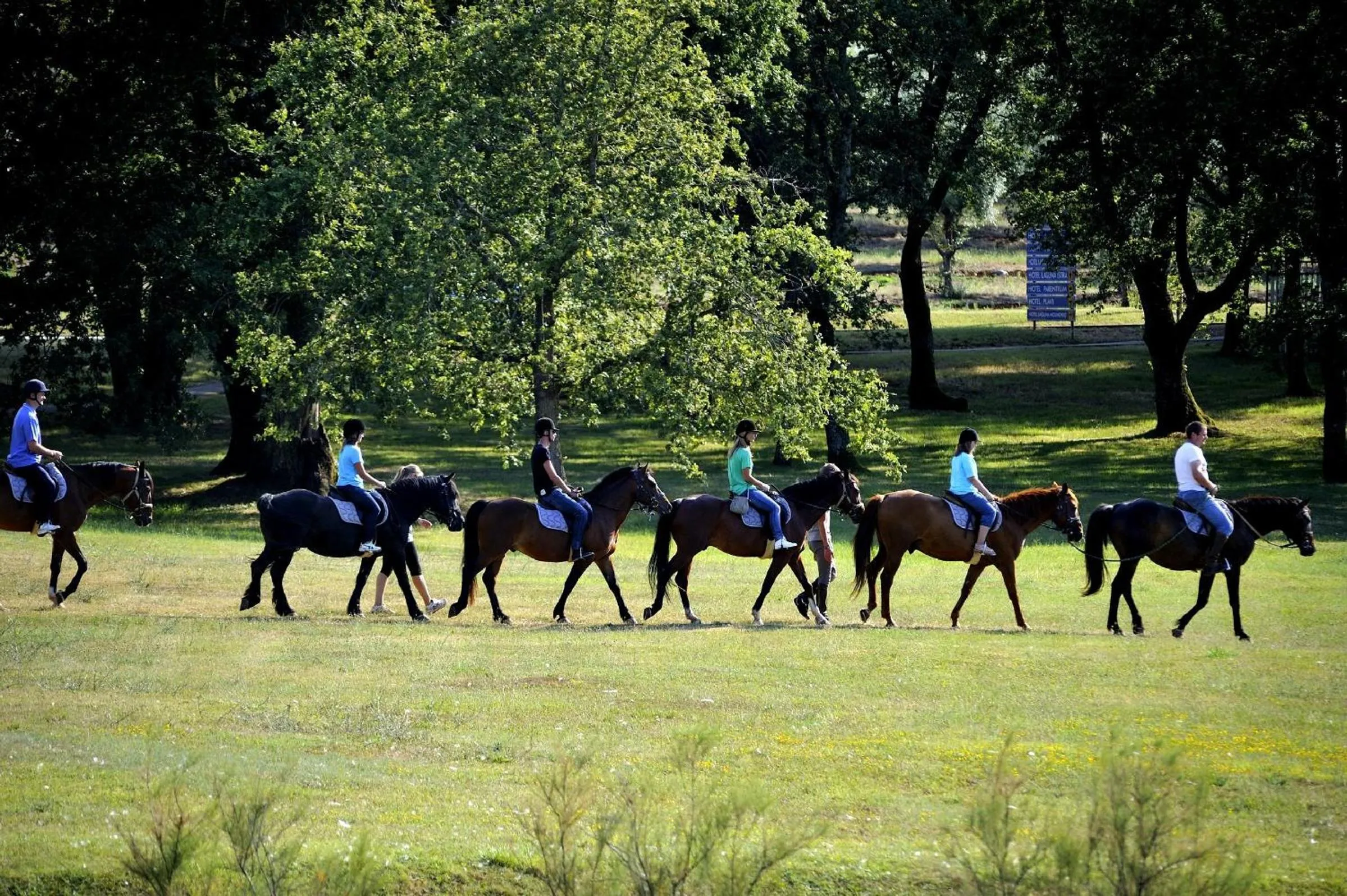 Horse-riding in Hotel Delfin Plava Laguna