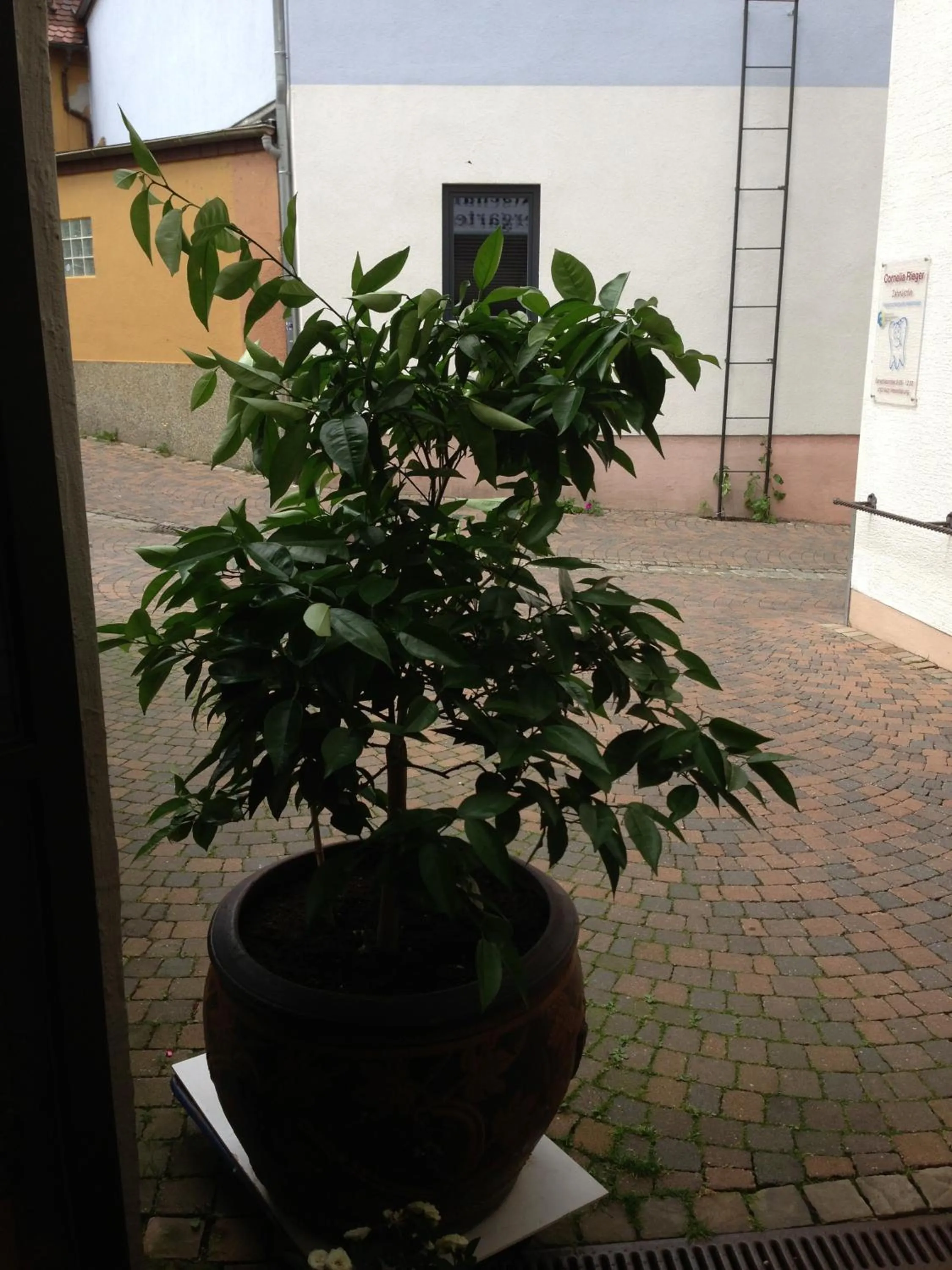 Garden in Marktschänke