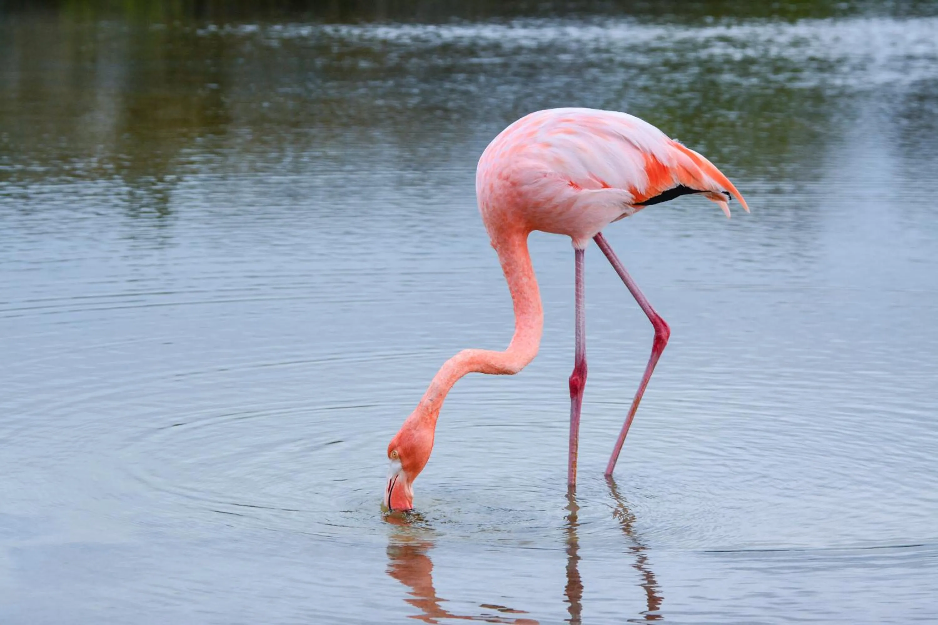 Off site in Hotel La Jungla