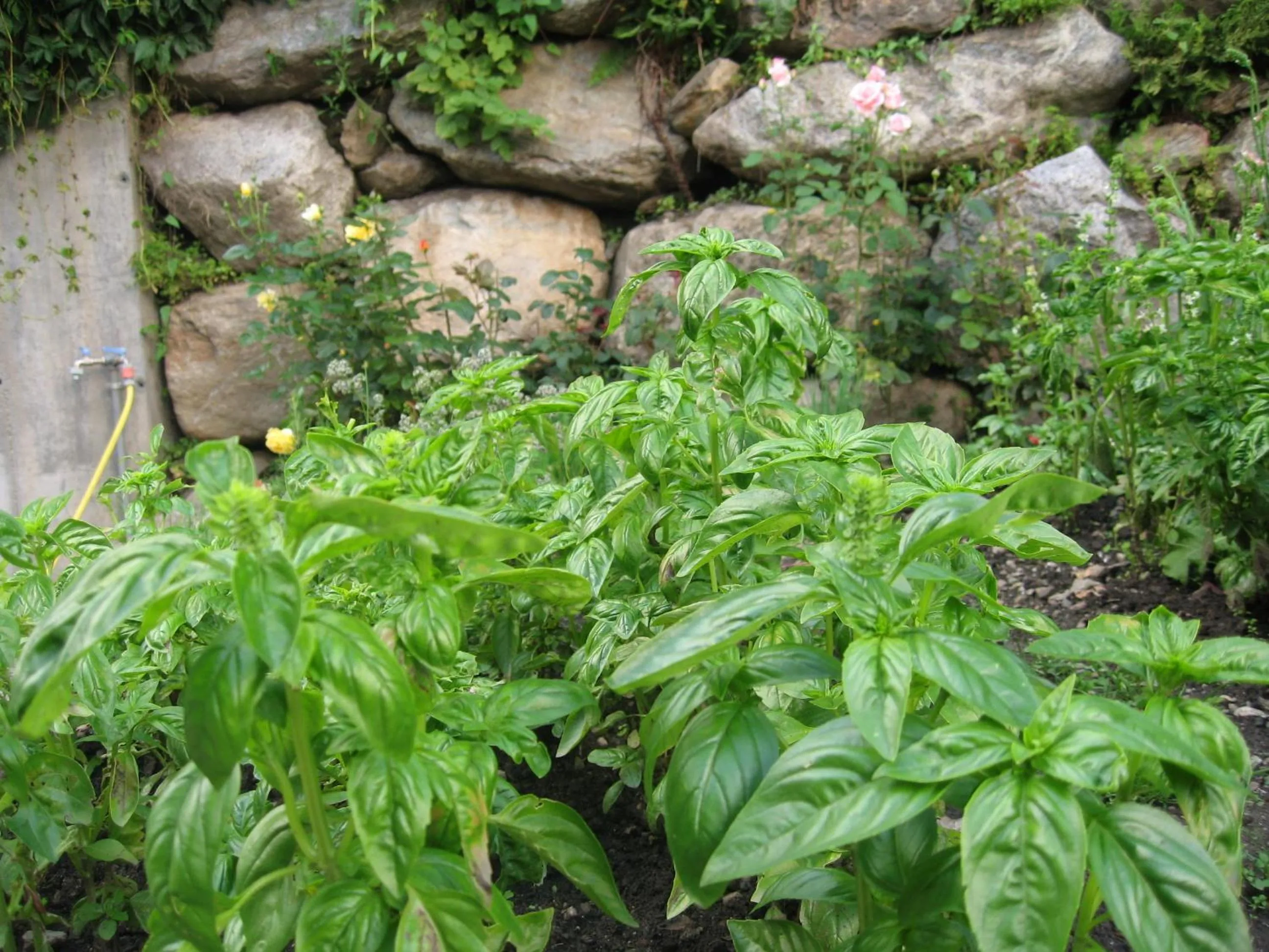 Garden in Gasthof Obermair