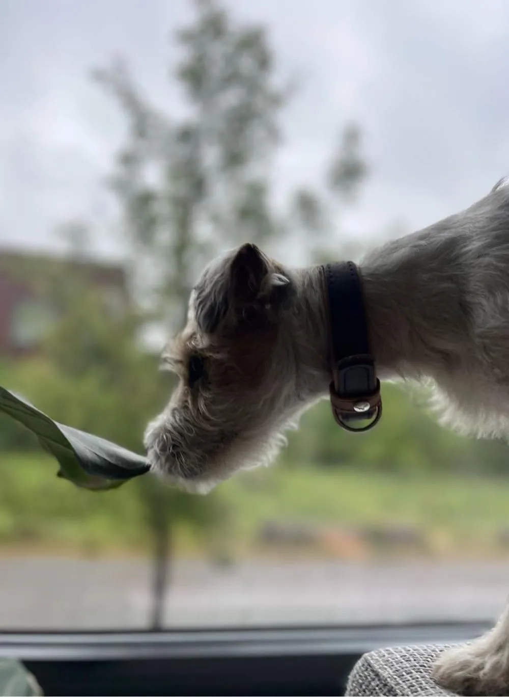 Animals in Hotel Orion