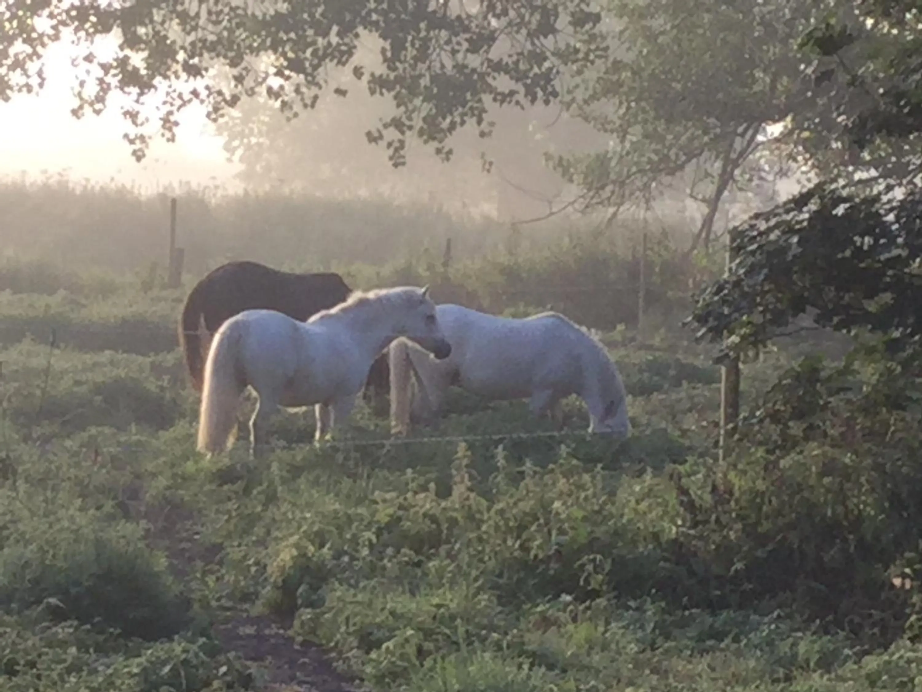 Sunrise in Marston Hall