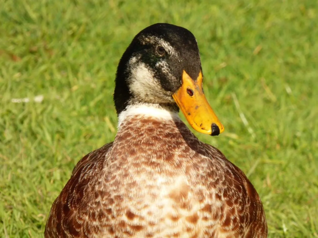 Animals in OCIO Territorial Hotel