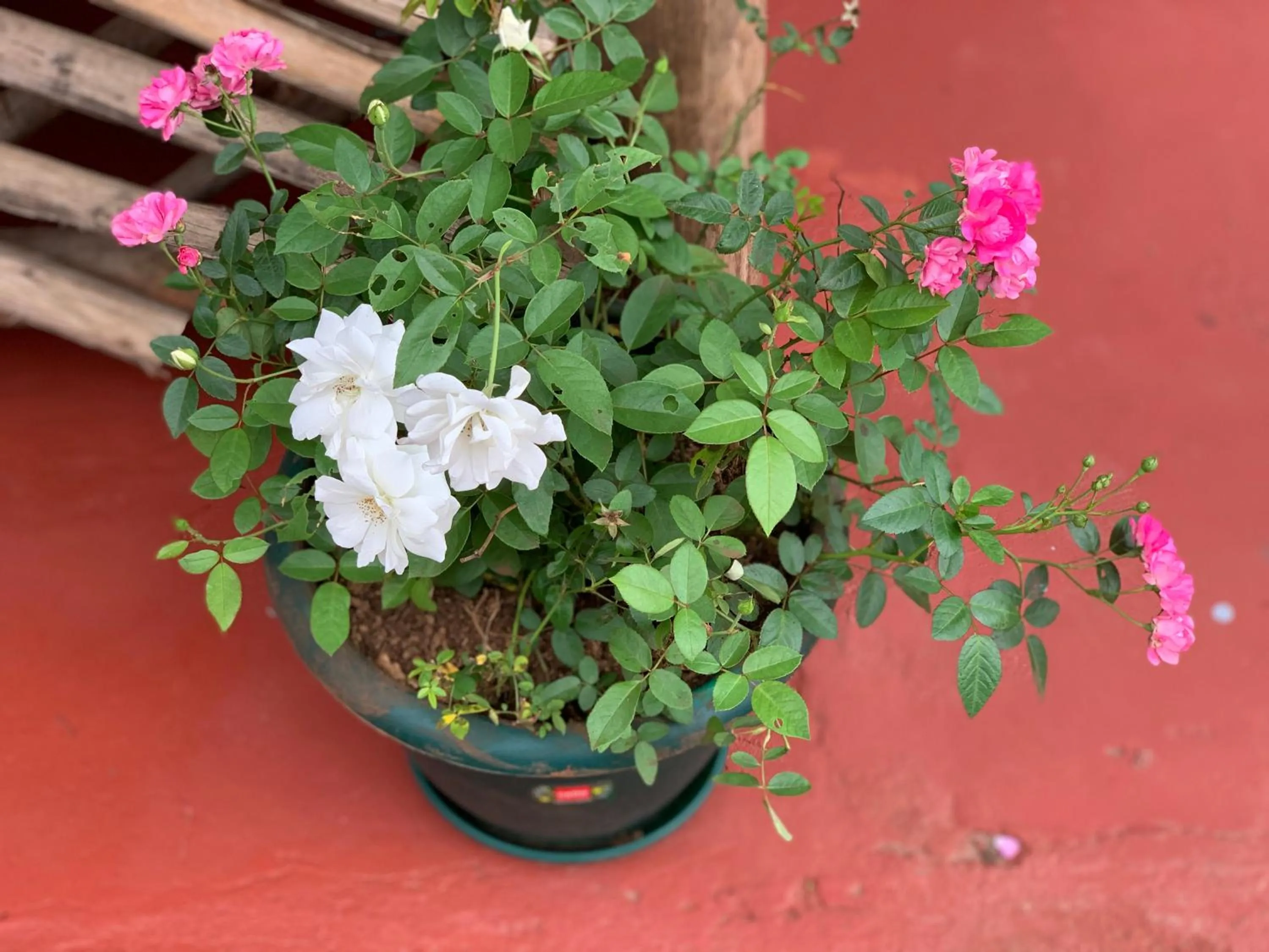 Property building in The Better Inn