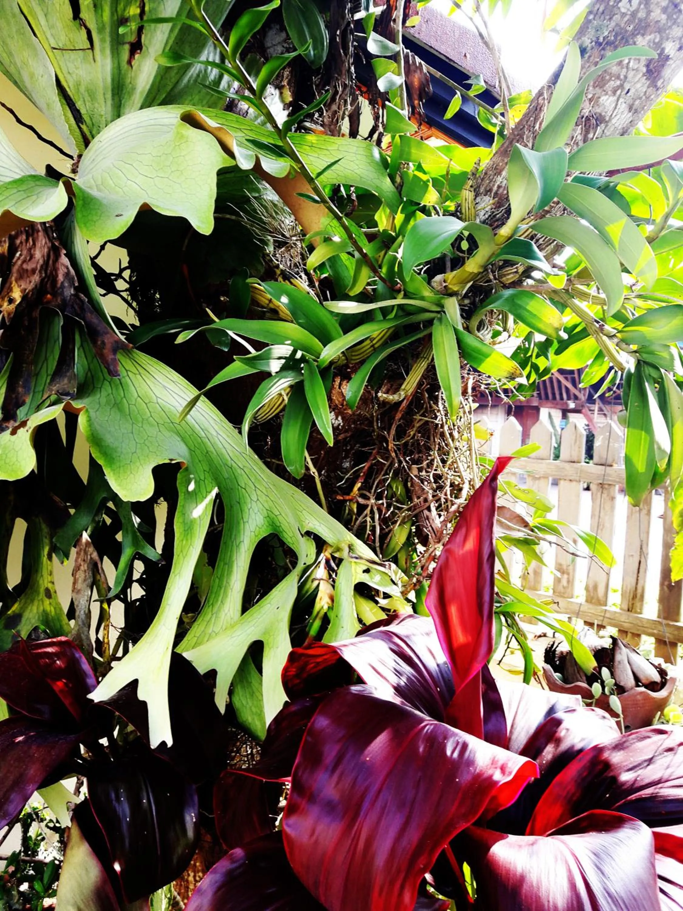 Garden in Phonepraseuth Guesthouse