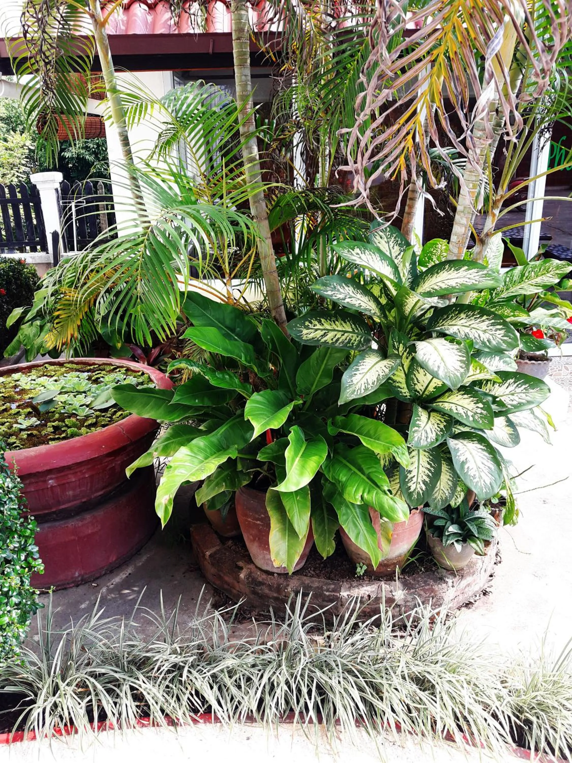 Garden in Phonepraseuth Guesthouse