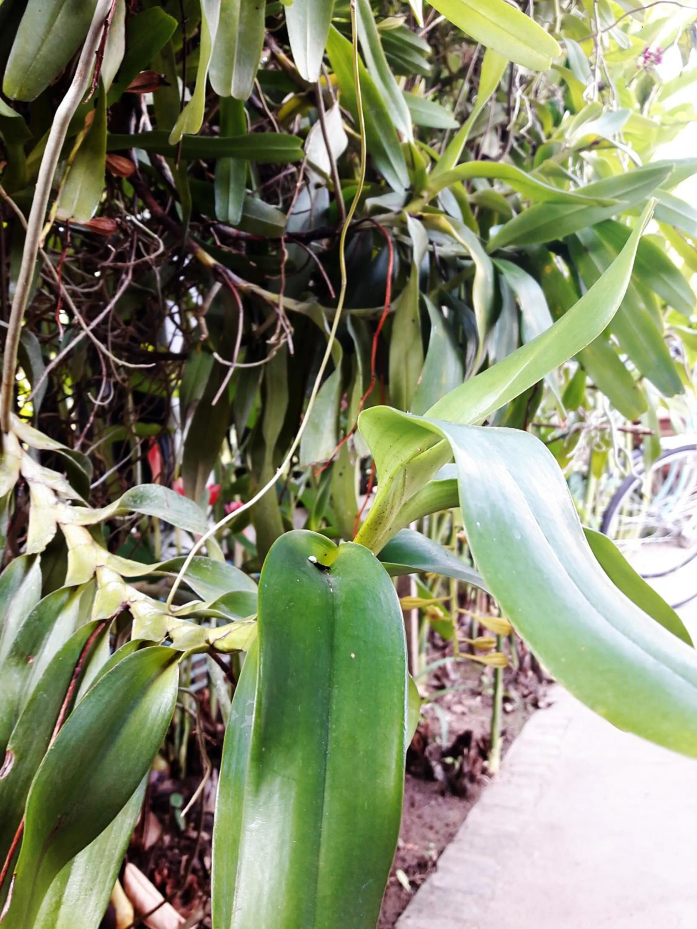 Garden in Phonepraseuth Guesthouse