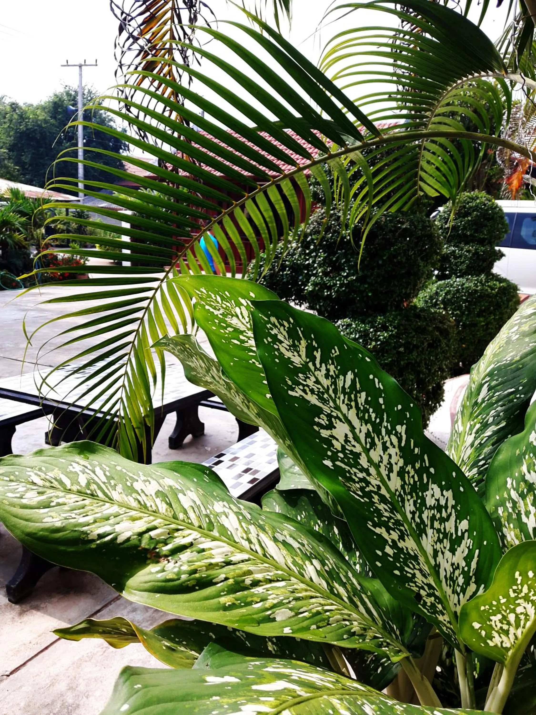 Garden in Phonepraseuth Guesthouse