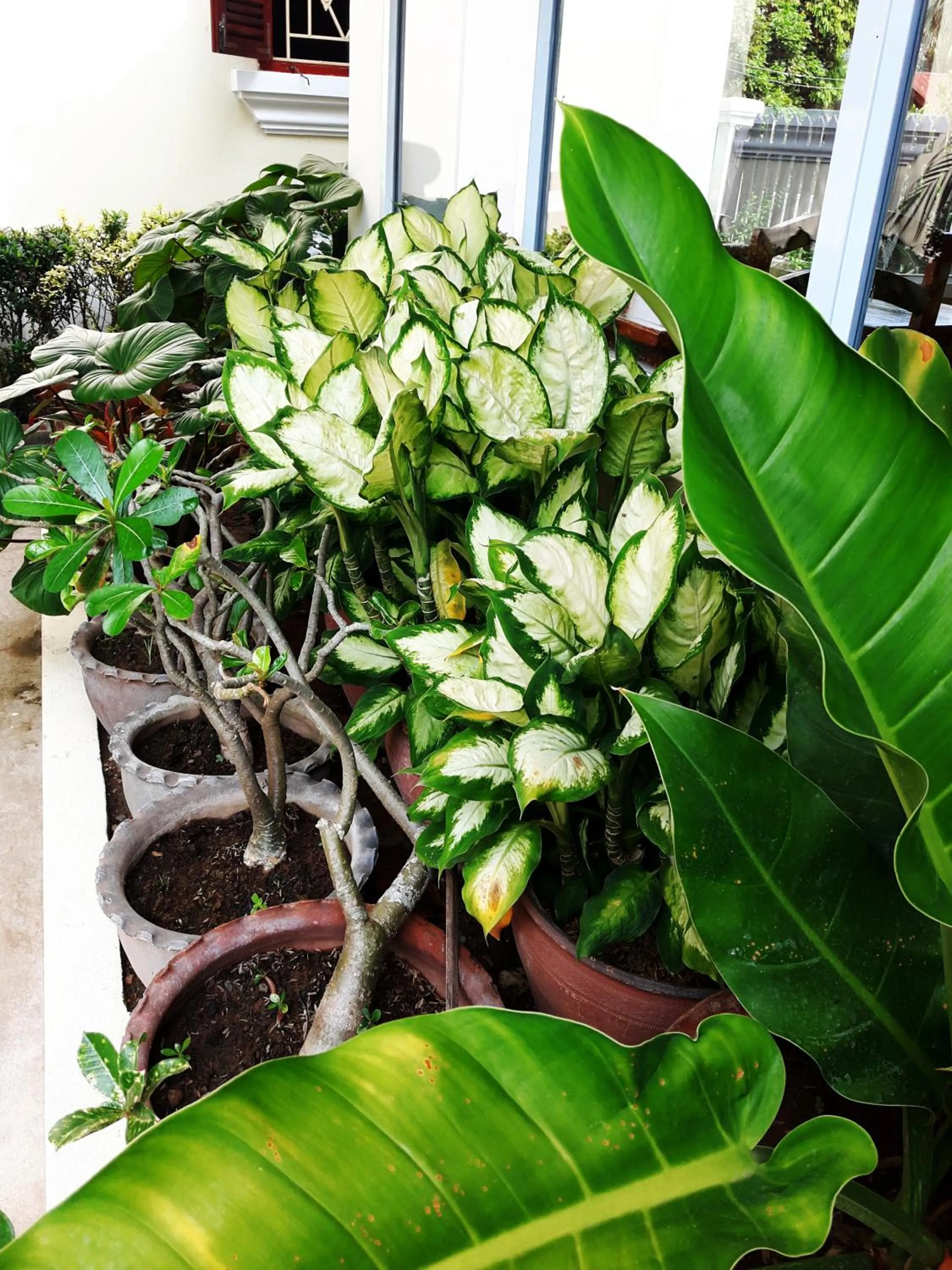 Garden in Phonepraseuth Guesthouse