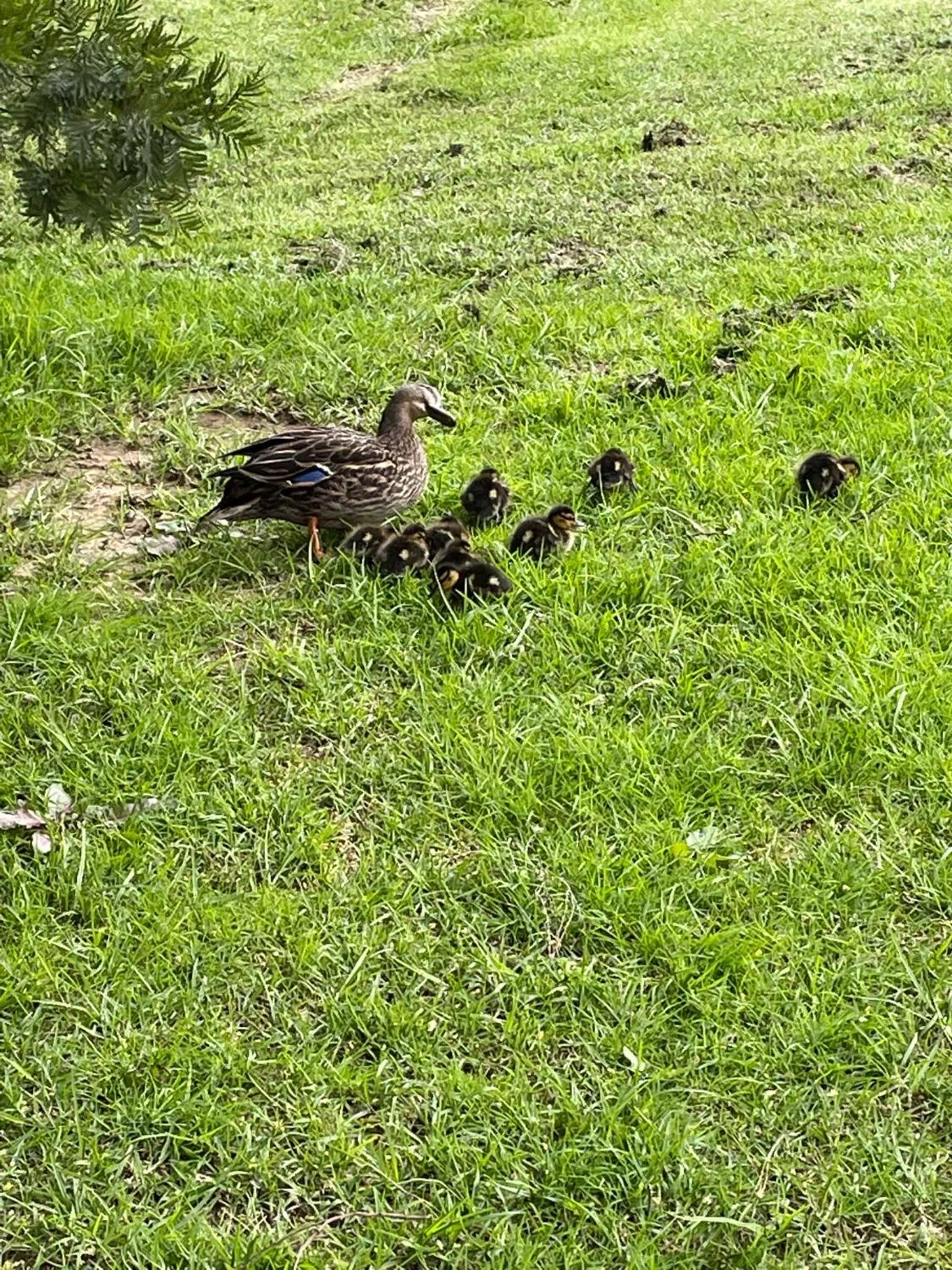 Animals in Te Awa Lodge