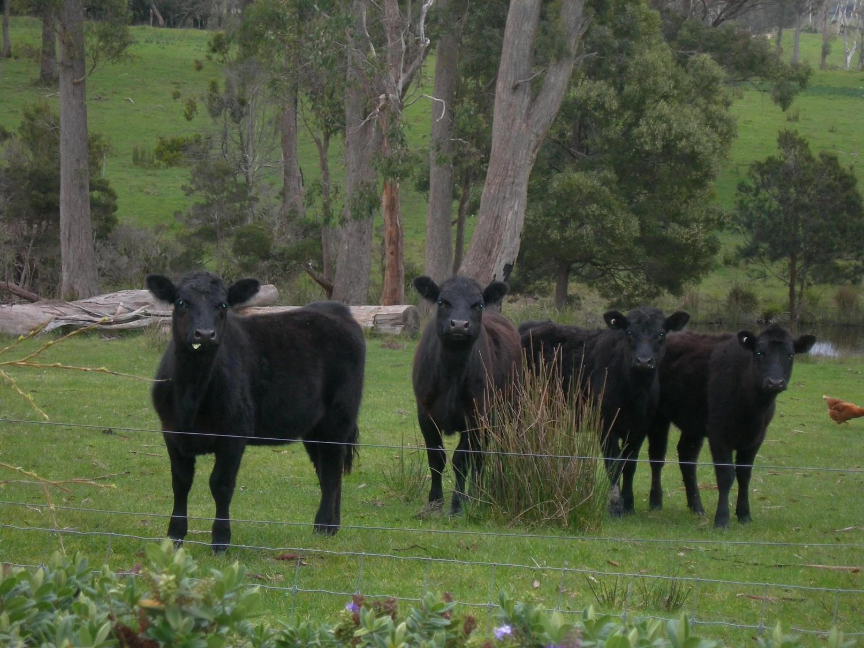 Animals in Platypus Park Country Retreat