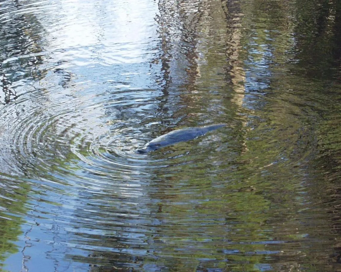 Animals in Platypus Park Country Retreat